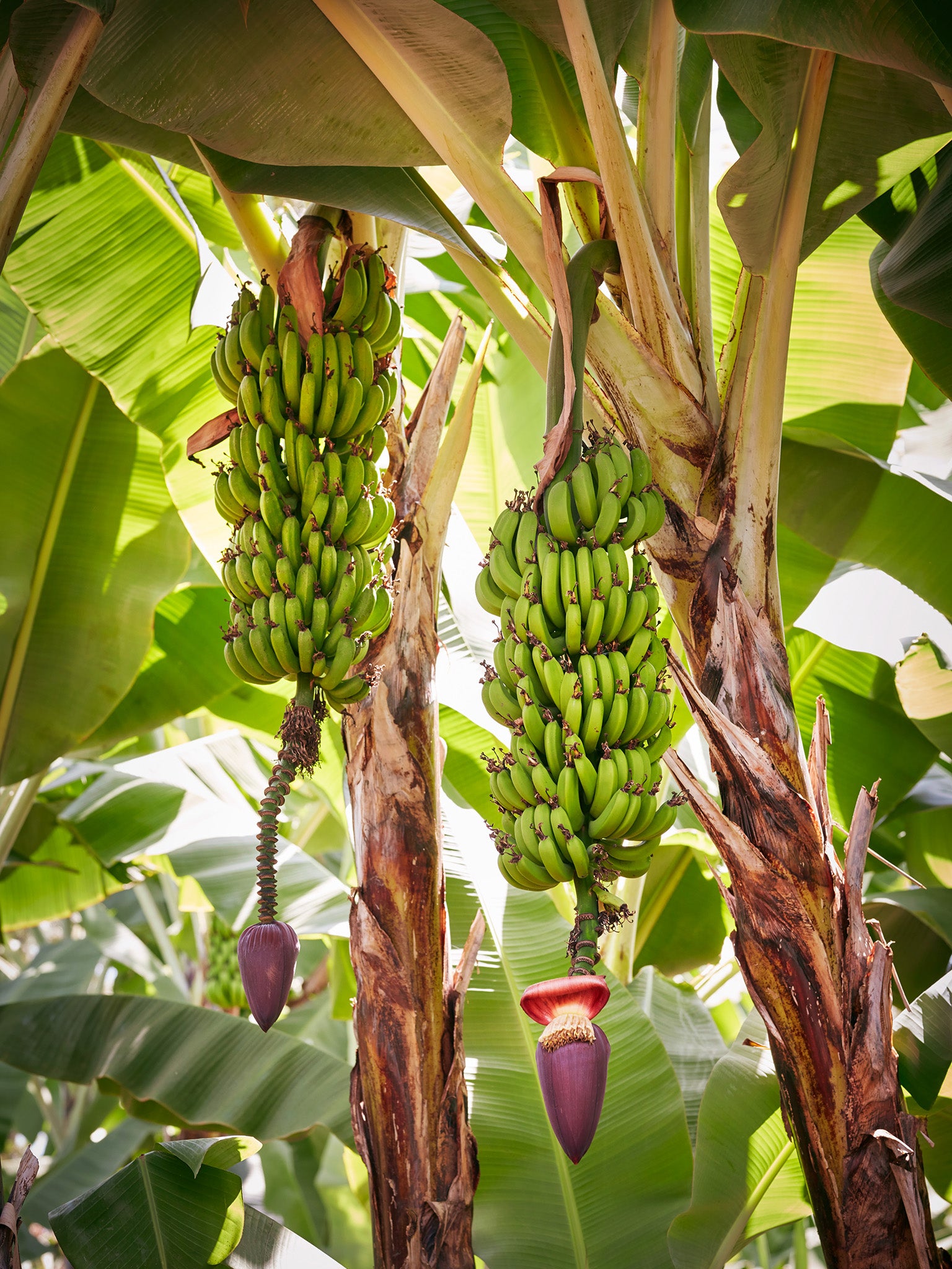 Kiugu grows a lot of bananas on his shamba because they can survive a long time without any rain