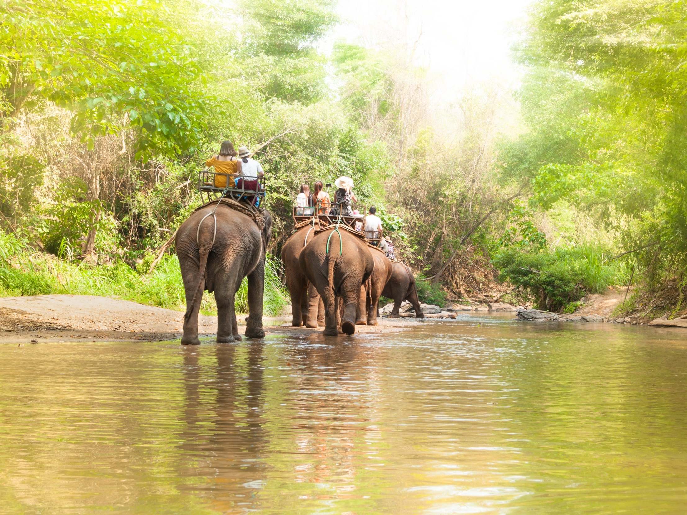 &#13;
Many elephant camps let tourists ride and bathe with the animals &#13;