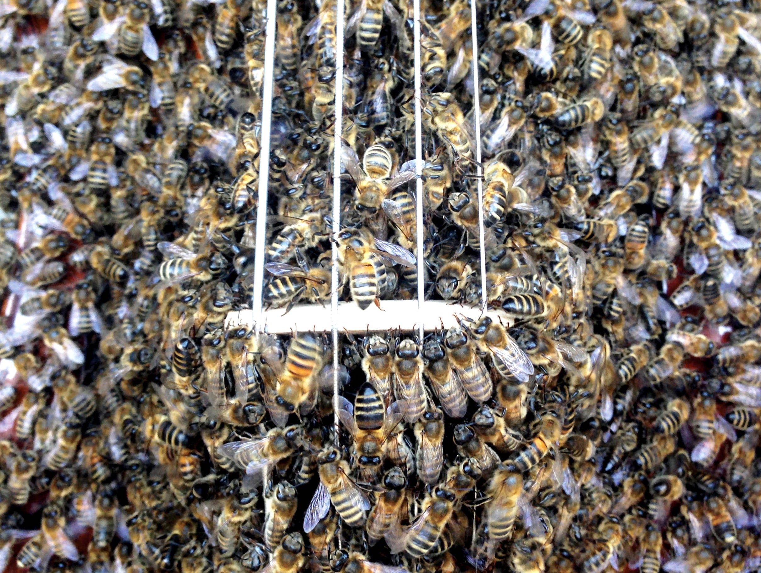 Bees swarm in Wolfgang Buttress's installation that highlighted the plight of the honeybee, focusing on the importance of pollination. The music on the record is a constantly changing and evolving symphony – the sound of a dialogue between bee and human