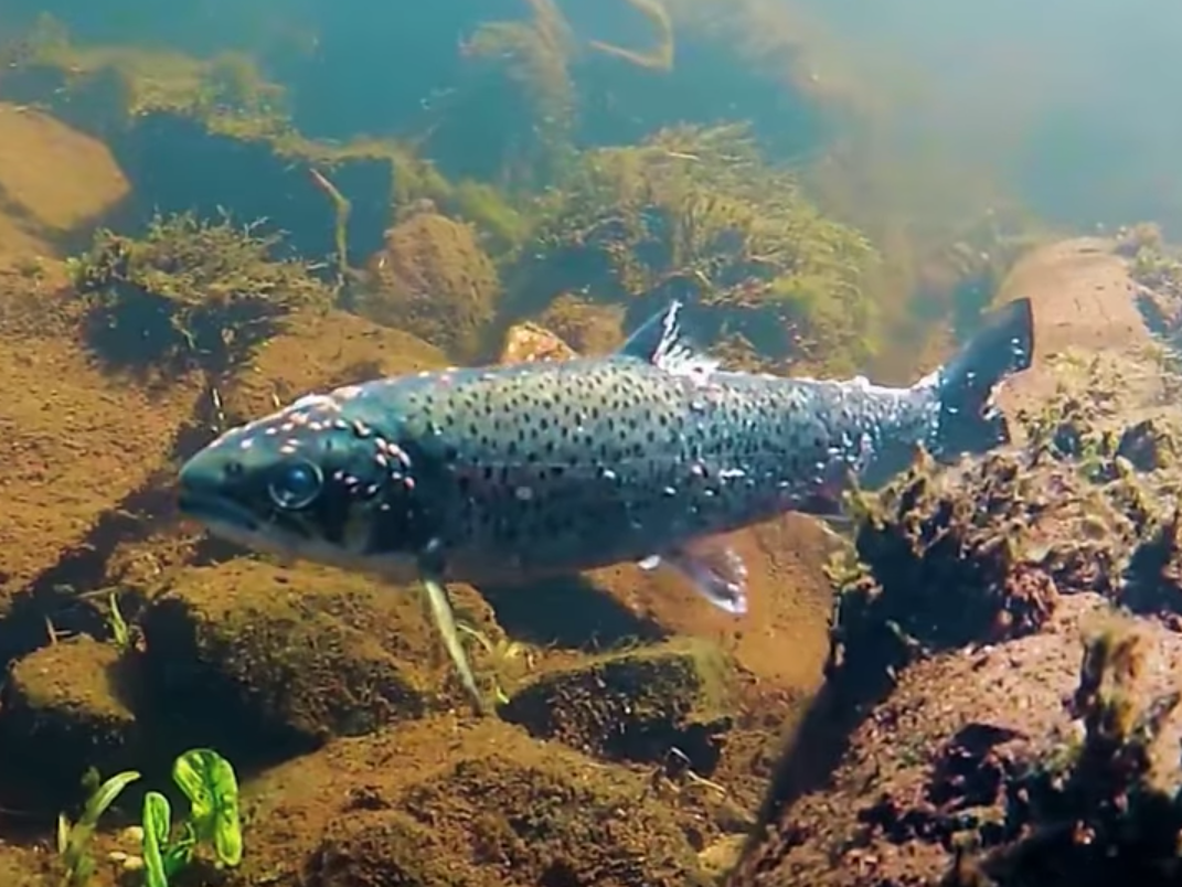 A young salmon with wounds from a sea lice infestation