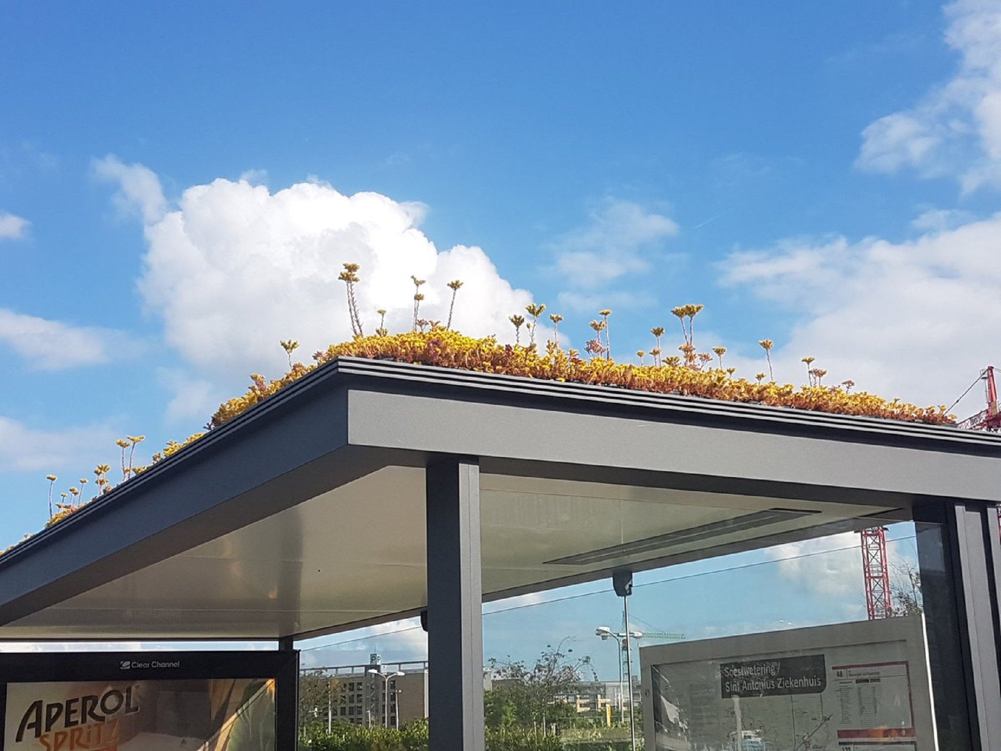 More than 300 bus stops in the Dutch city of Utrecht have had their roofs transformed by plants to help biodiversity such as honey bees and bumblebees