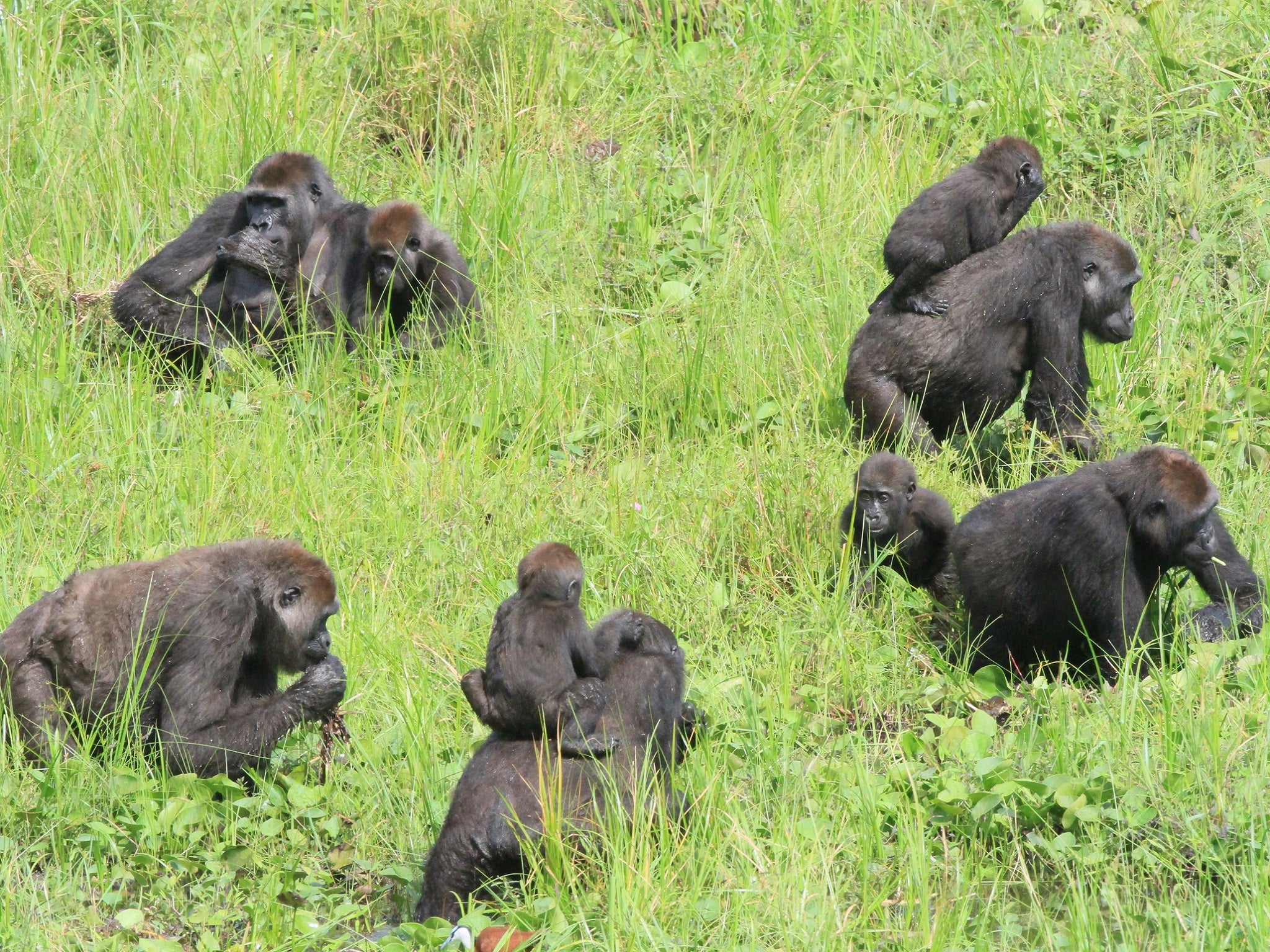 A western gorilla family settles in to feed at Mbeli Bai forest clearing in the Nouabale-Ndoki National Park, Republic of Congo.