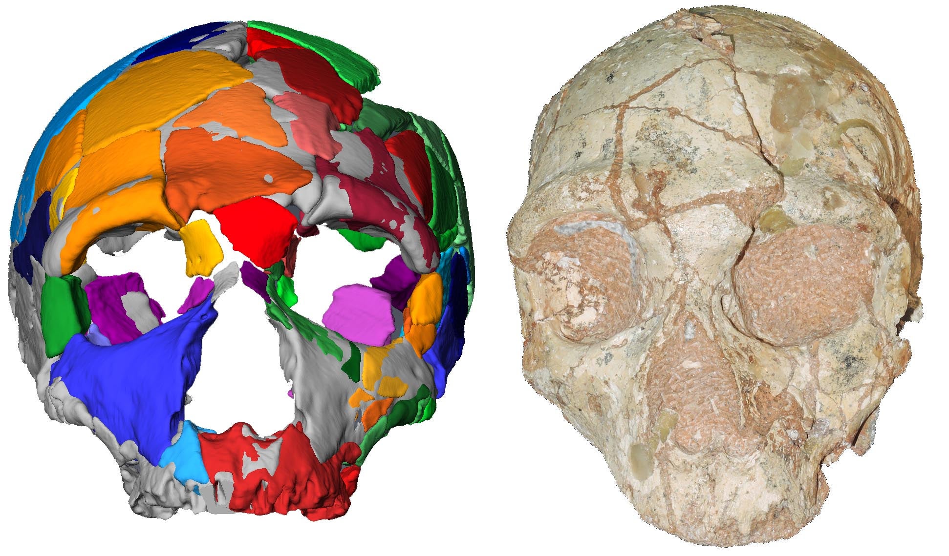 The Neanderthal cranium (right) and its reconstruction (left). The finds rewrite our understanding of human evolution