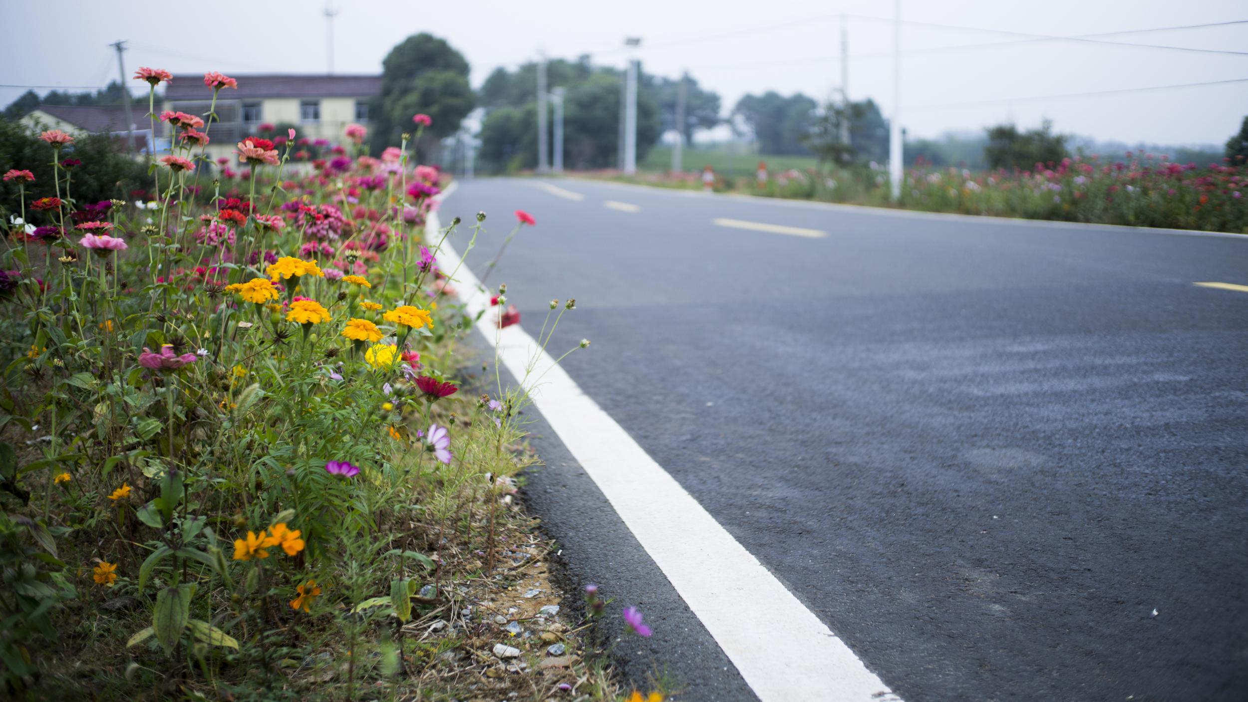 Wildflower meadows on roadsides are saving Britain's wildlife