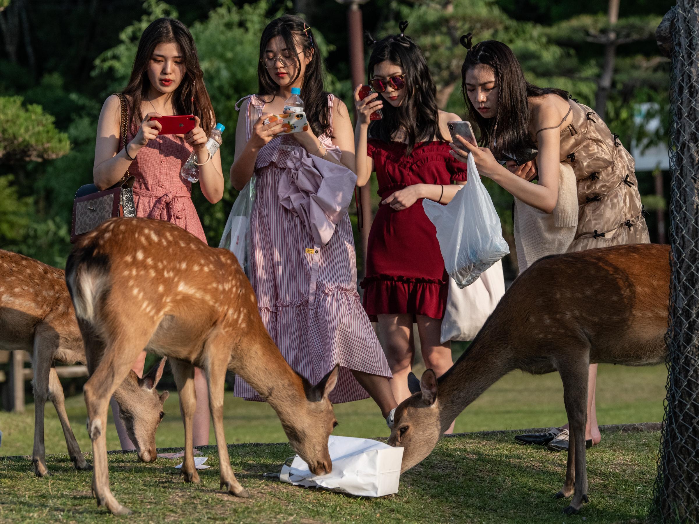 Large amounts of plastic have been found inside stomachs of the famous Nara Park deer in the past