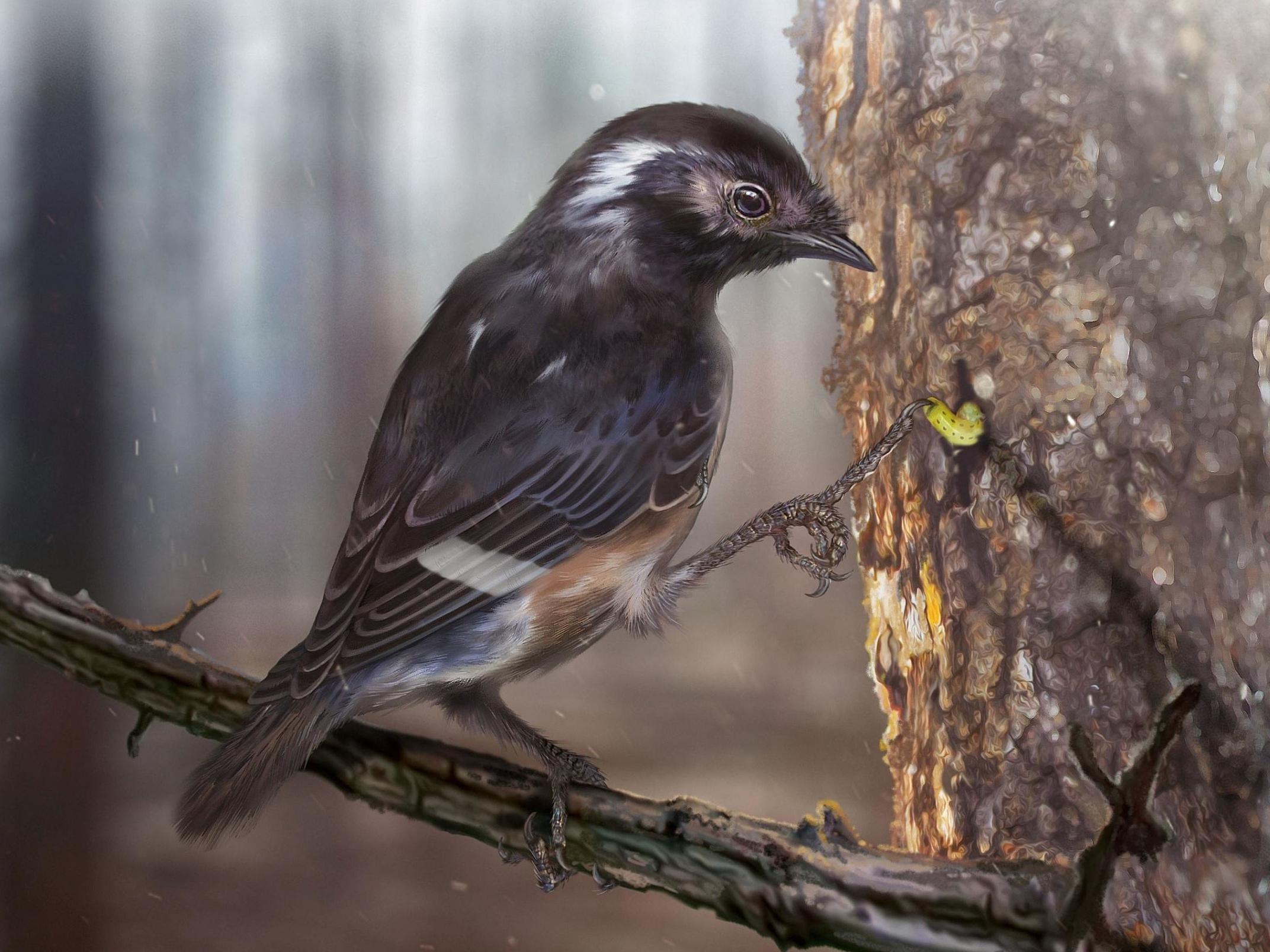 The bird’s third toe (artist's impression) was 0.8mm long which was 41 per cent longer than the second toe