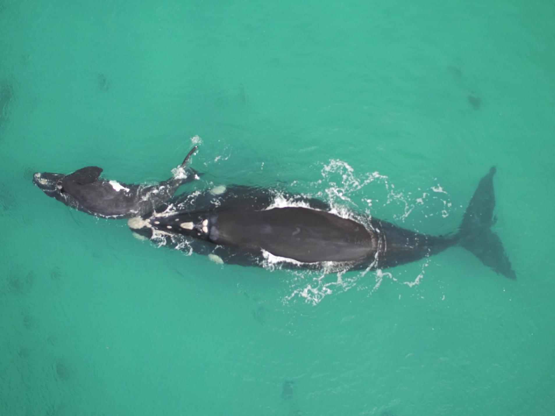 Mothers and calves hide from predators by gravitating to cloudy water near the coast