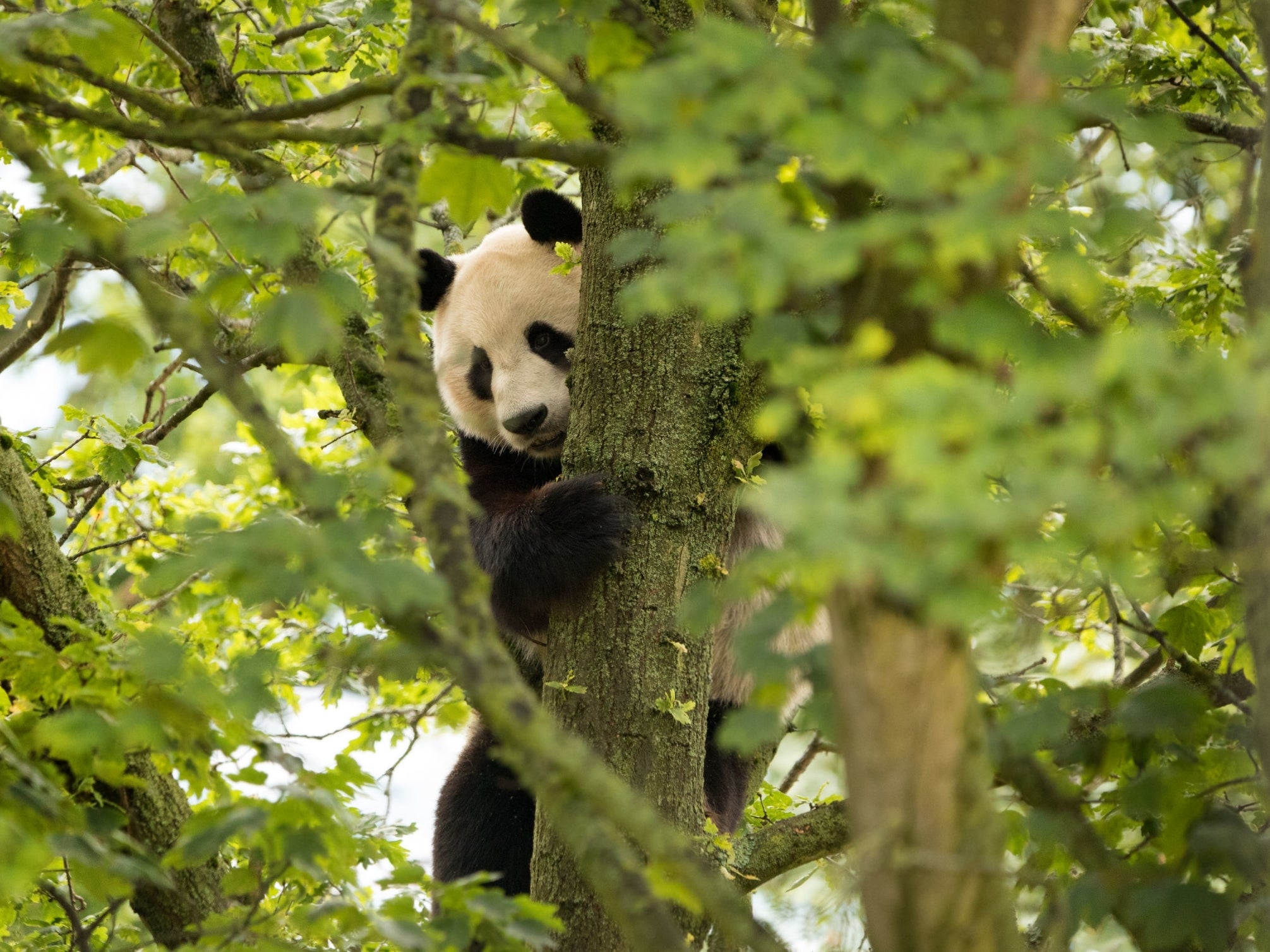 Yang Guang was stunned by an electric fence which it surrounds his new enclosure at Edinburgh Zoo.