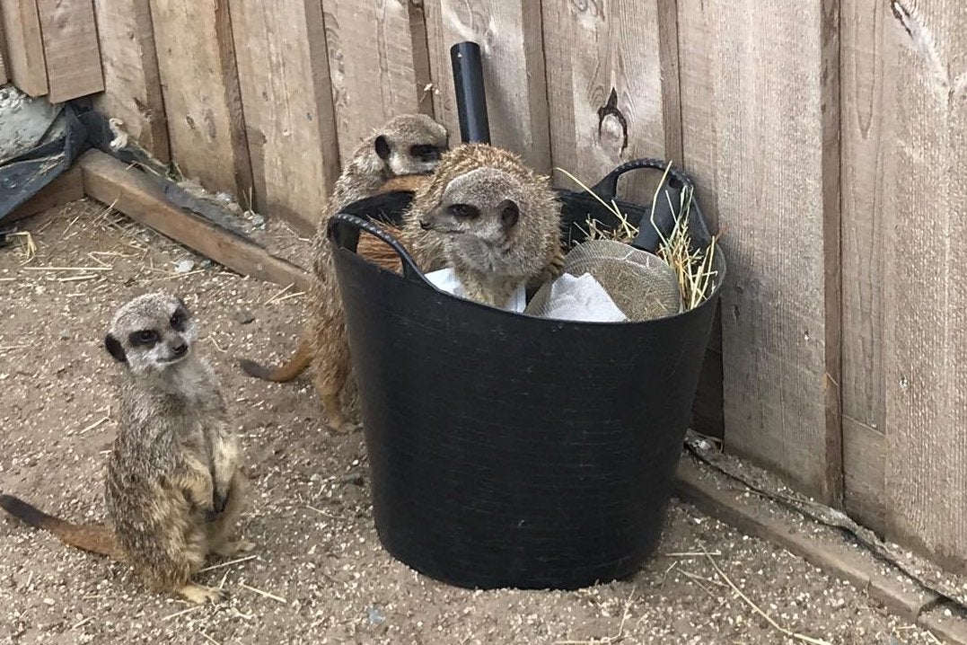 The meerkats managed to escape onto the Essex seafront (Sea Life Adventure Centre – Southend)