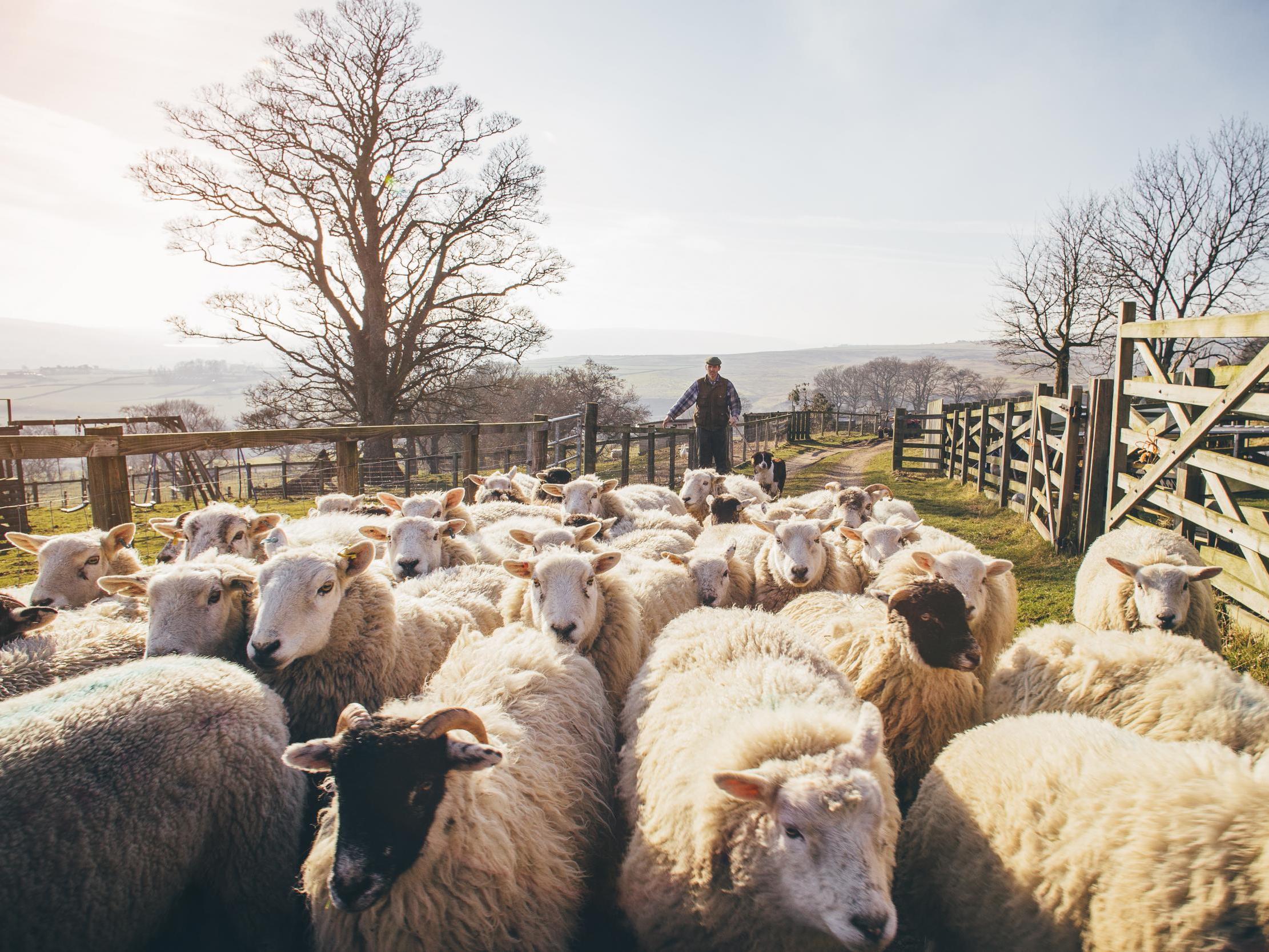 Northamptonshire Police is now warning farmers to remove loose fencing or farm equipment and to watch out for suspicious activity