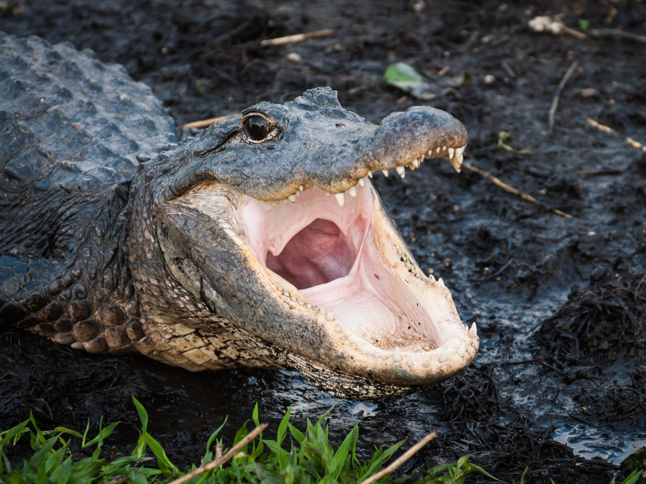 Florida officials have opened a new detention center in the Everglades, named Alligator Alcatraz