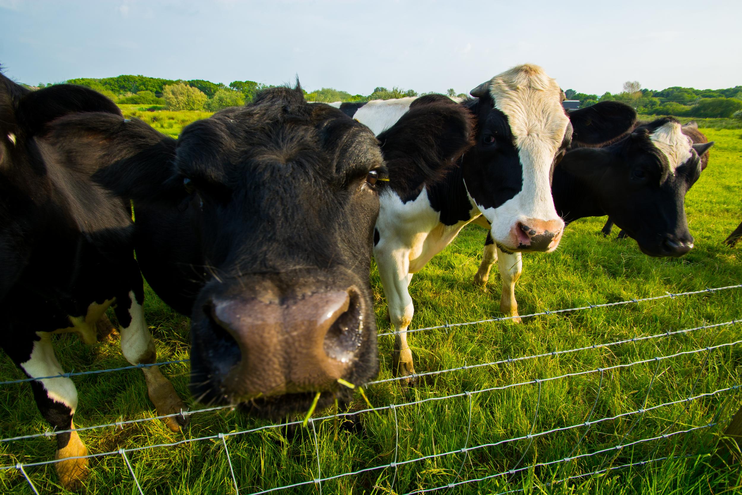 Cattle have little water and green grass during the widespread heatwaves