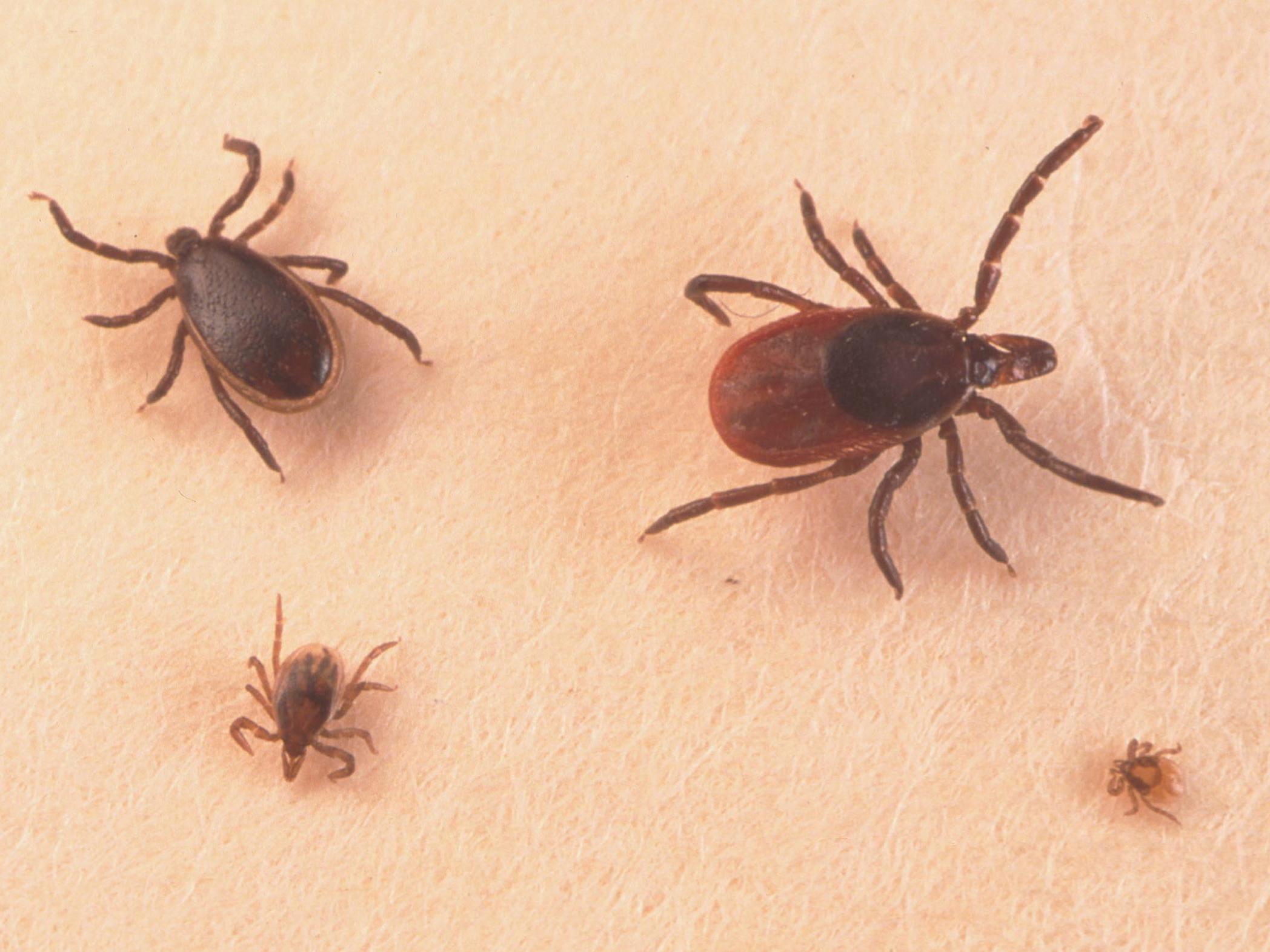 Adult male, female, larva and nymph ticks (clockwise) can spread disease