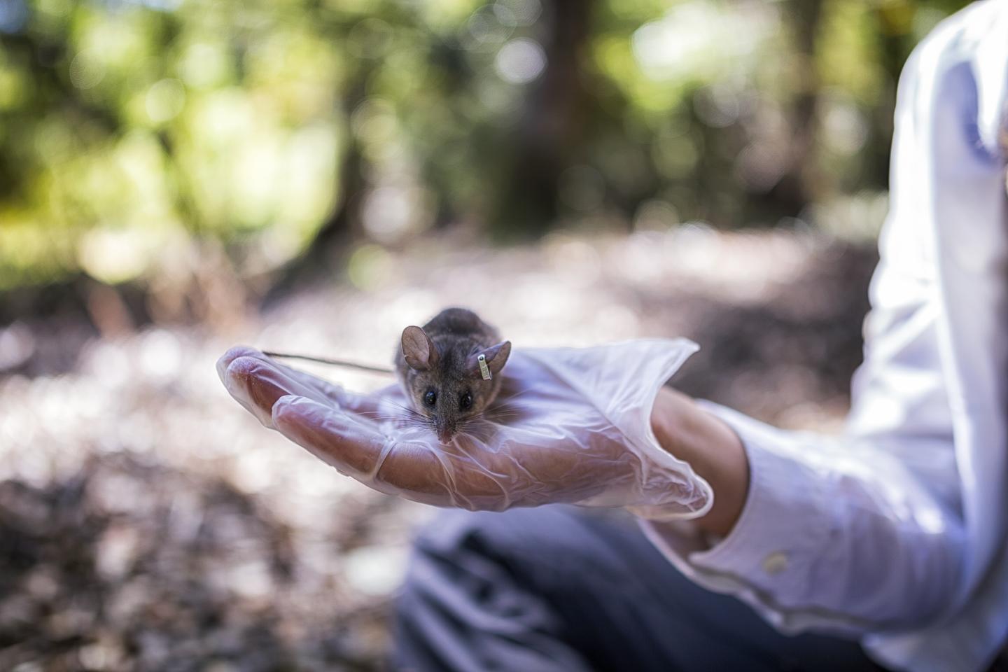 Deer mice (pictured) took advantage of their predators’ decreased activity and expanded their range