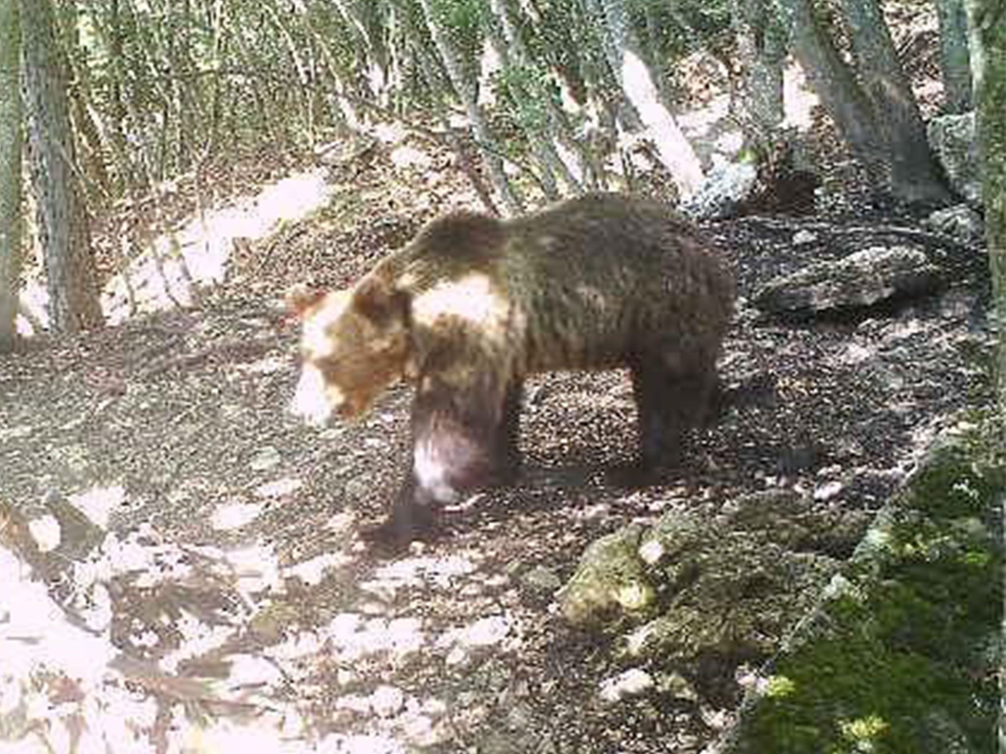 M49, captured in camera trap footage, is now loose in the forest without a tracking collar