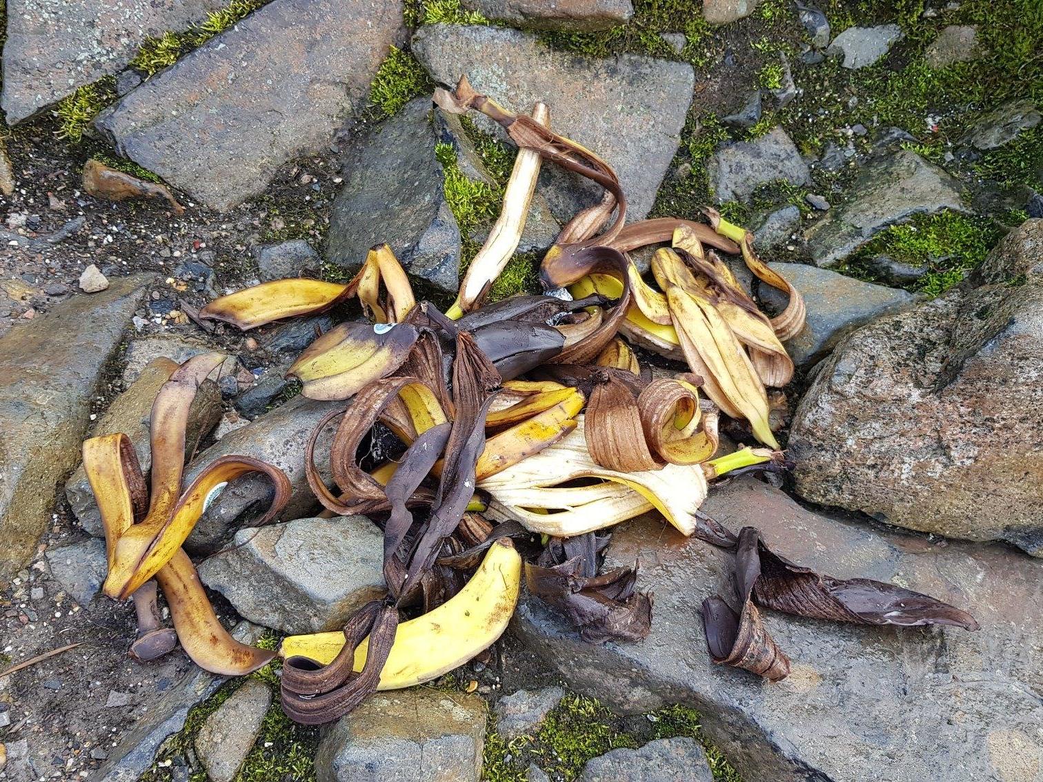 Banana peel collected from the slopes of Ben Nevis, the UK's highest mountain