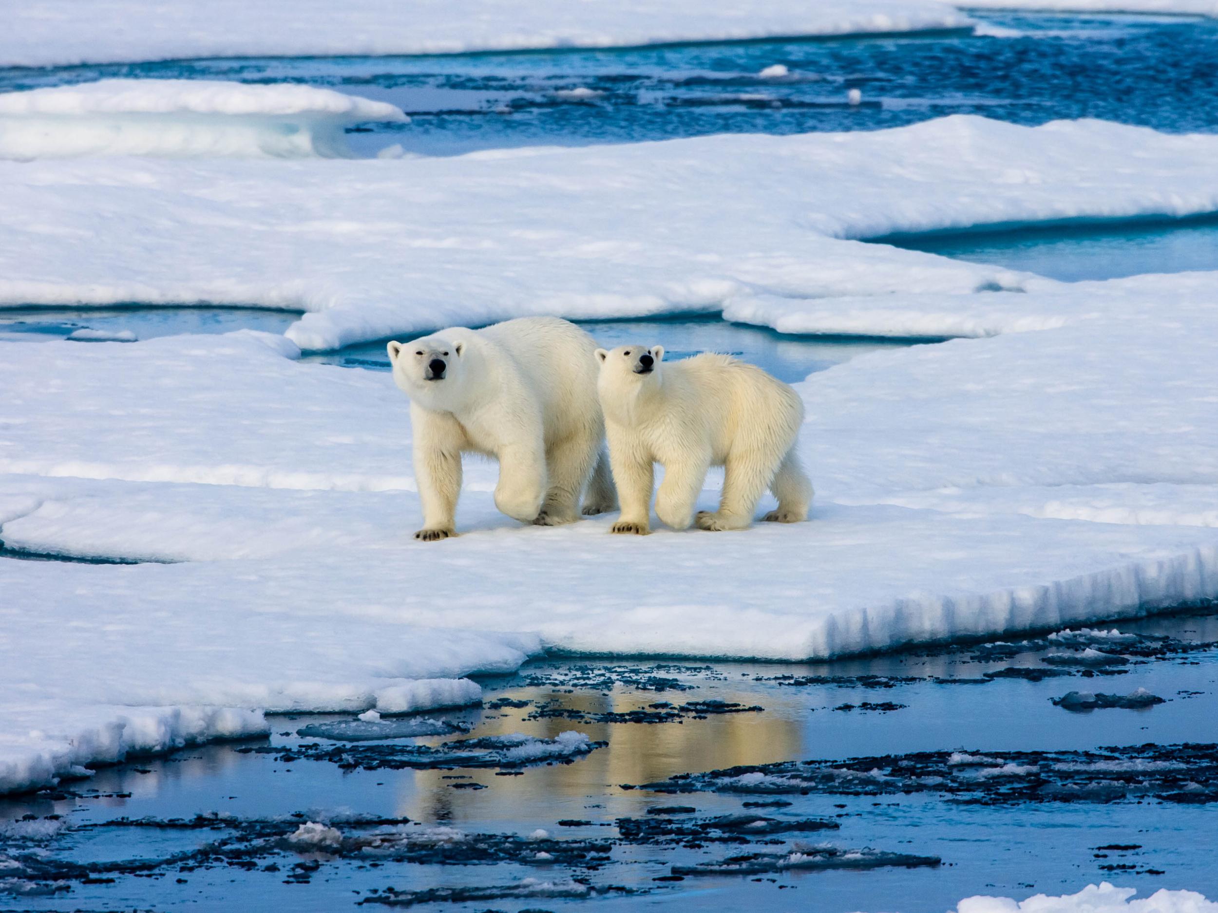 Polar bears may be the same species as grizzly bears