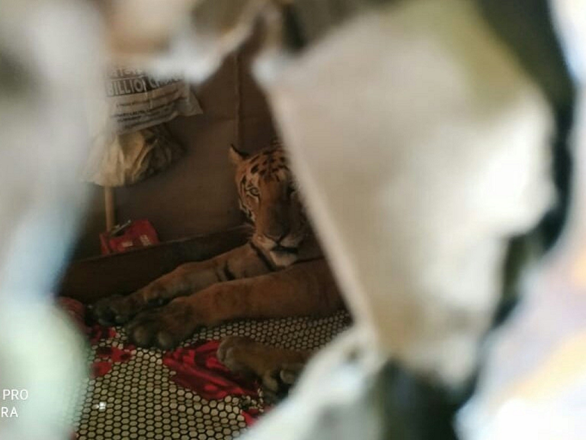 A Bengal tiger was found lying on a bed inside a house as it sheltered from flooding at nearby Kaziranga National Park during a monsoon in Assam, India, 18 July 2019.