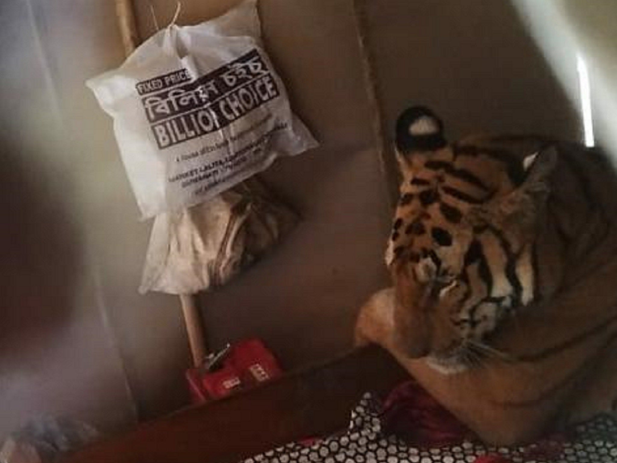 A Bengal tiger was found lying on a bed inside a house as it sheltered from flooding at nearby Kaziranga National Park during a monsoon in Assam, India, 18 July 2019.