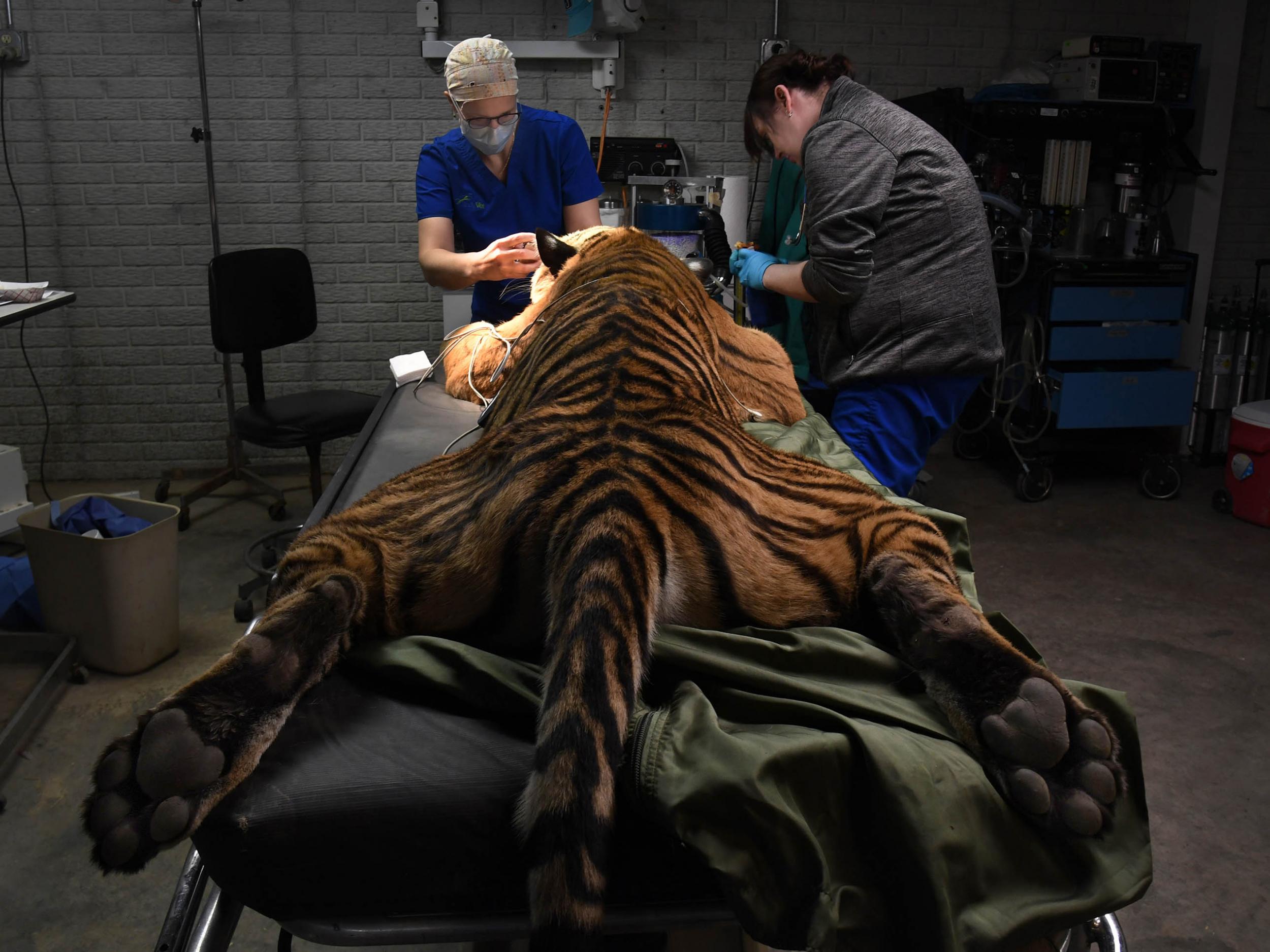 Heidi Klein (left) and veterinary assistant Andrea Hegyi surgically repair the eyelids of a tiger at the Exotic Feline Rescue Centre (Michael S Williamson for The Washington Post)