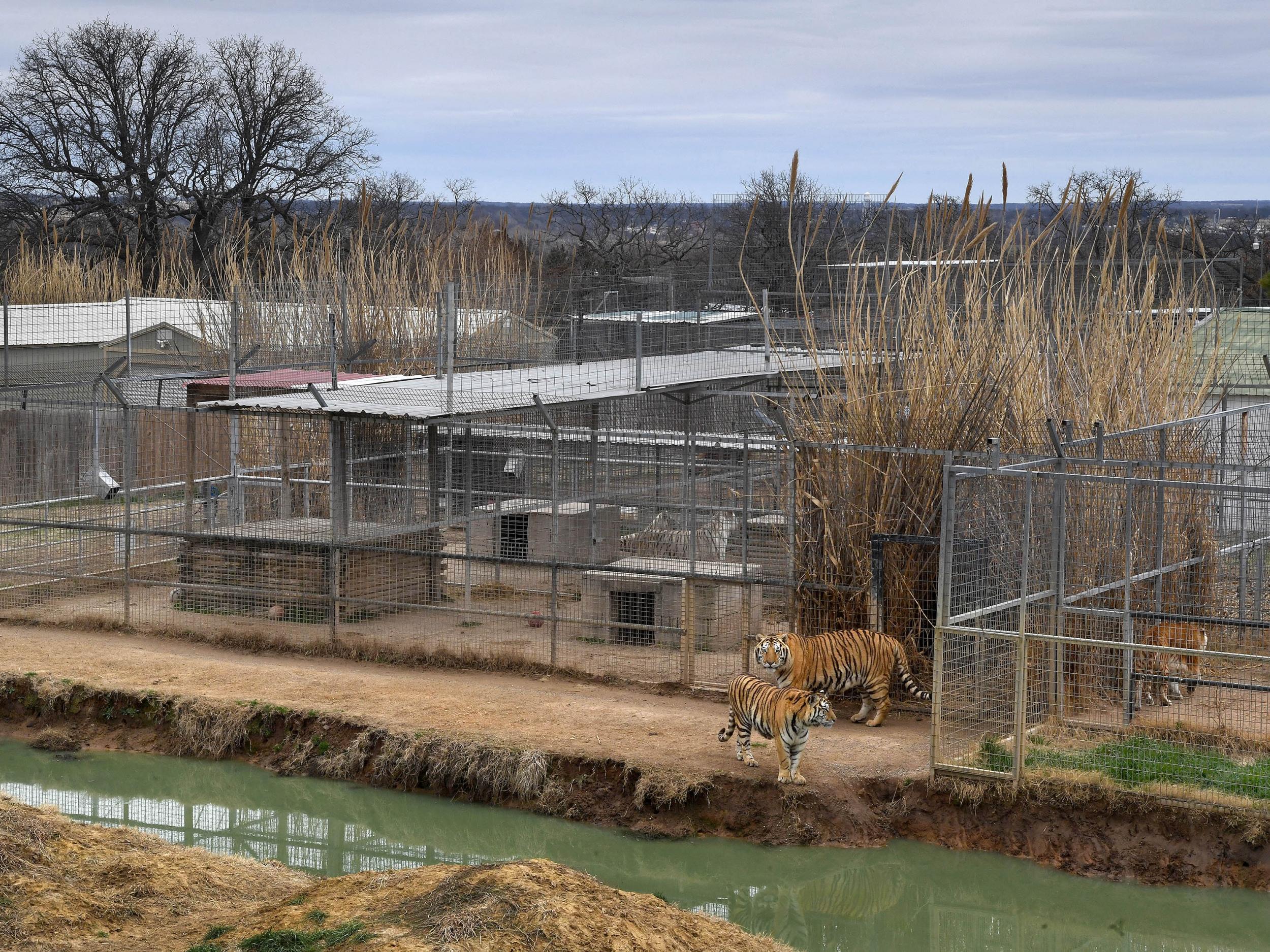 Tigers roam the Greater Wynnewood Exotic Animal Park in Oklahoma. CEO Jeff Lowe bought the park from Passage, who had previously filed for bankruptcy (Michael S Williamson for The Washington Post)