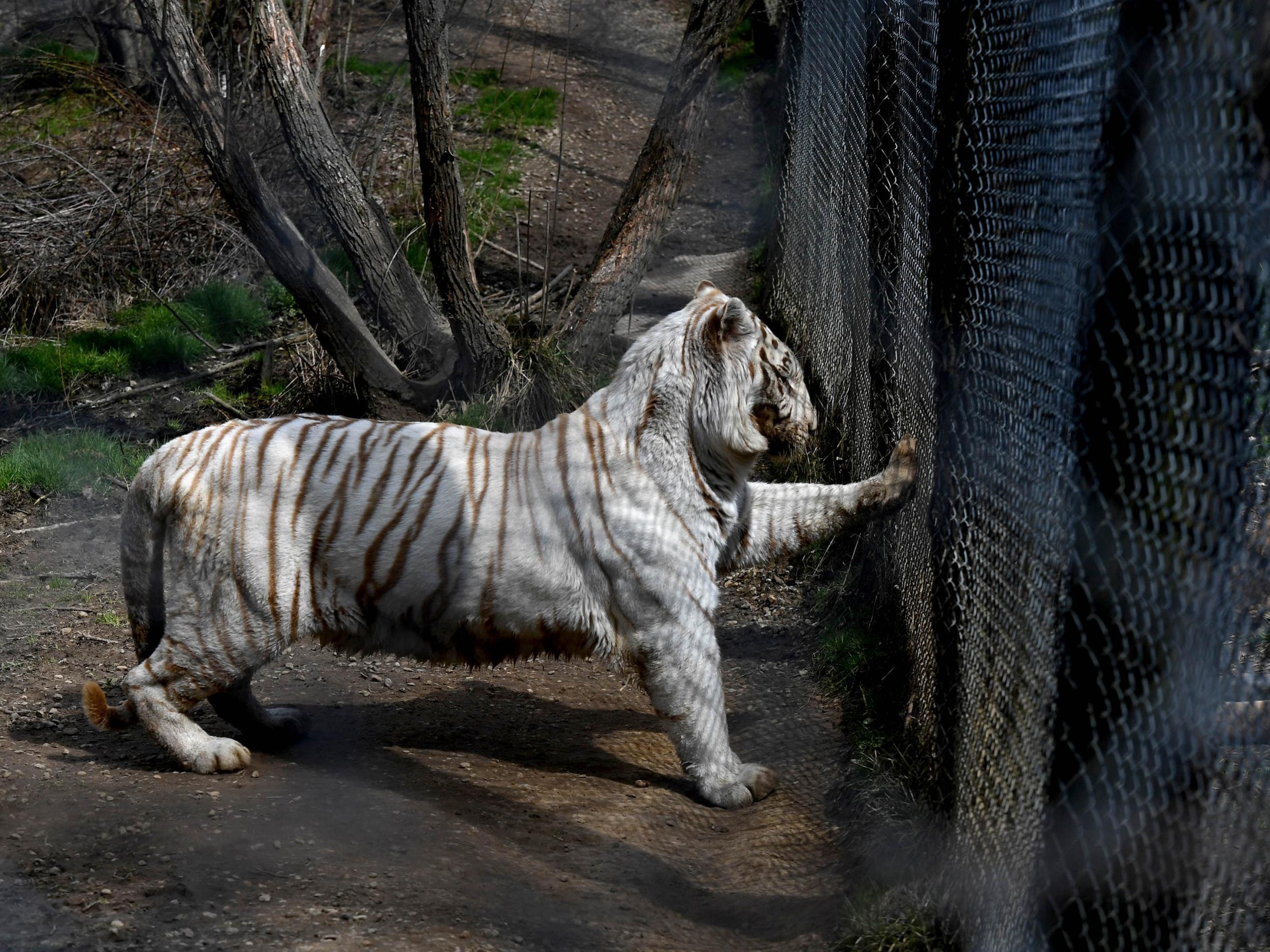 A tiger tries to get the attention of a big cat in the adjacent enclosure at the Exotic Feline Rescue Centre. The sanctuary’s owner, Joe Taft, has taken in tigers from a captive-animal-hunting operation, circuses and more (Michael S Williamson for The Washington Post)