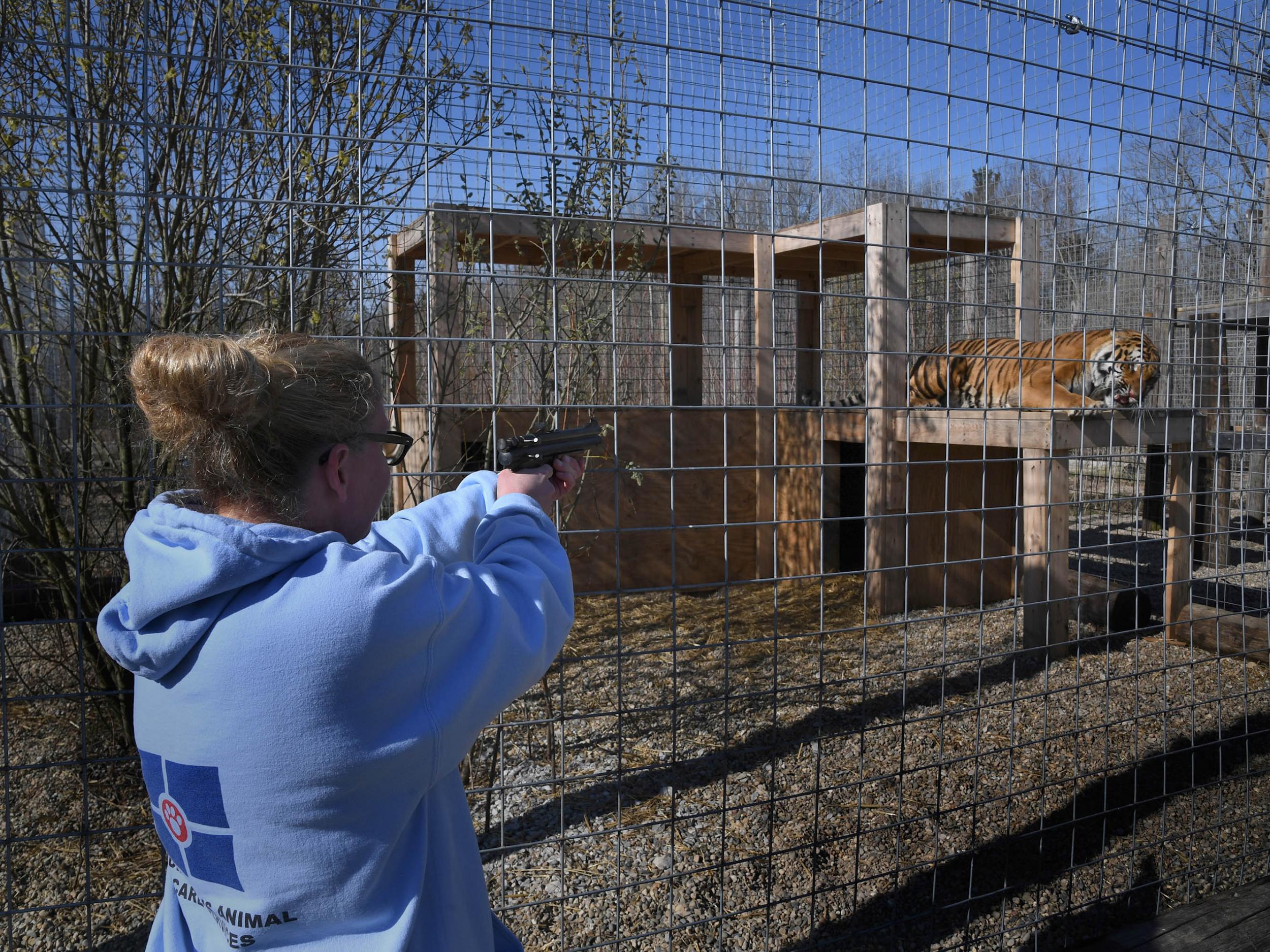 A big cat is tranquillised in preparation for surgery at the Exotic Feline Rescue Centre (Michael S Williamson for The Washington Post)