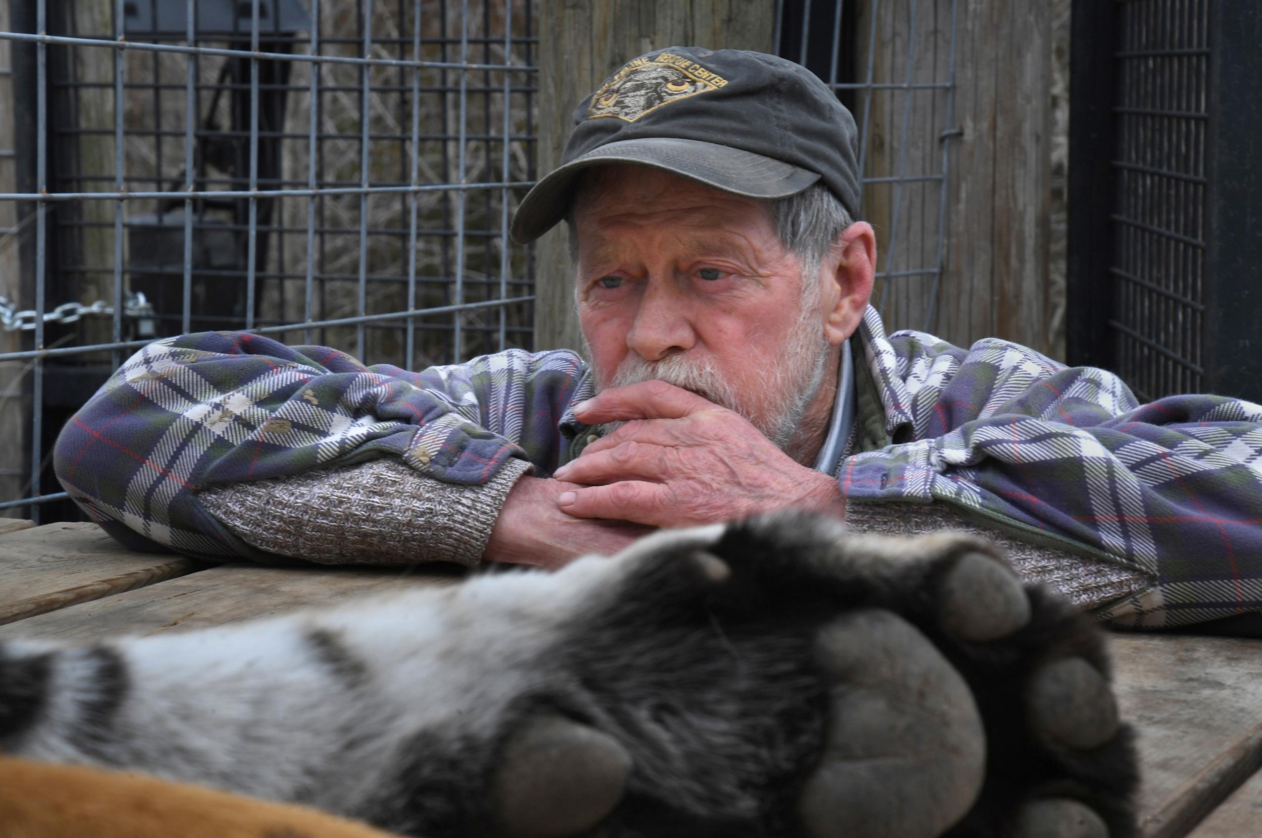 Taft observes a tiger after it was tranquillised (Michael S Williamson for The Washington Post)