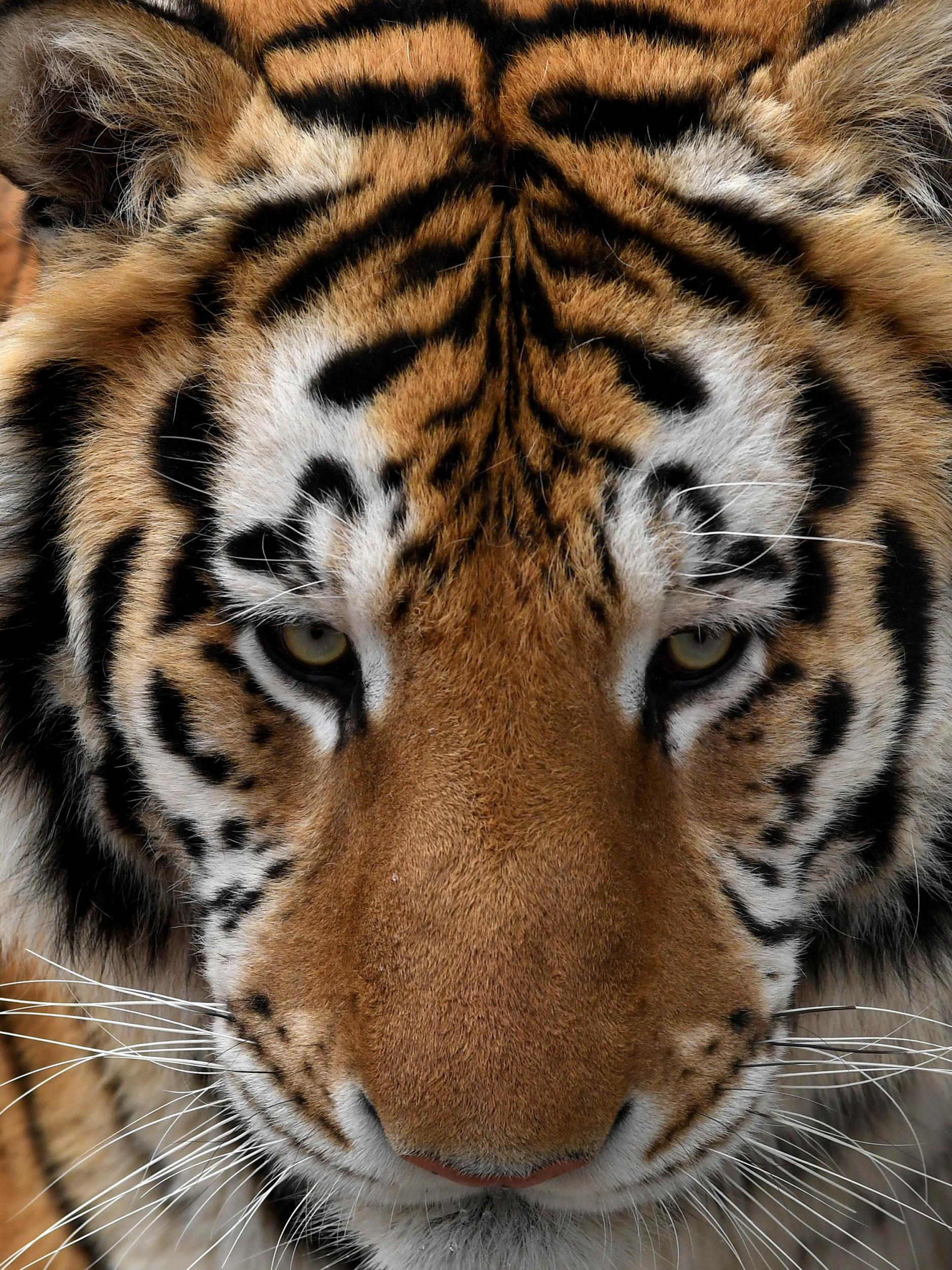 A young tiger at Zuzana Kukol’s property in rural Nevada. Feeding the animals at her property can take up to four hours a day (Michael S Williamson for The Washington Post)