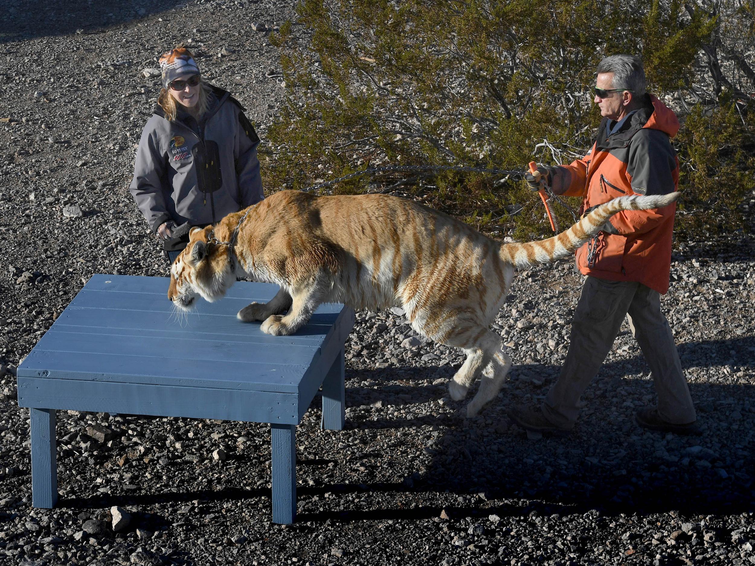 Kukol and Shoemaker help one of the big cats get some exercise (Michael S Williamson for The Washington Post)