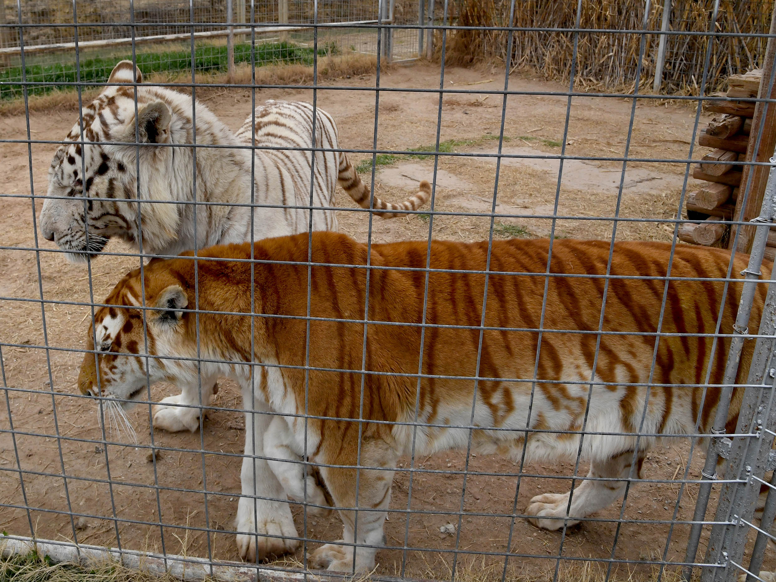 A pair of big cats at the Greater Wynnewood Exotic Animal Park (Michael S Williamson for The Washington Post)