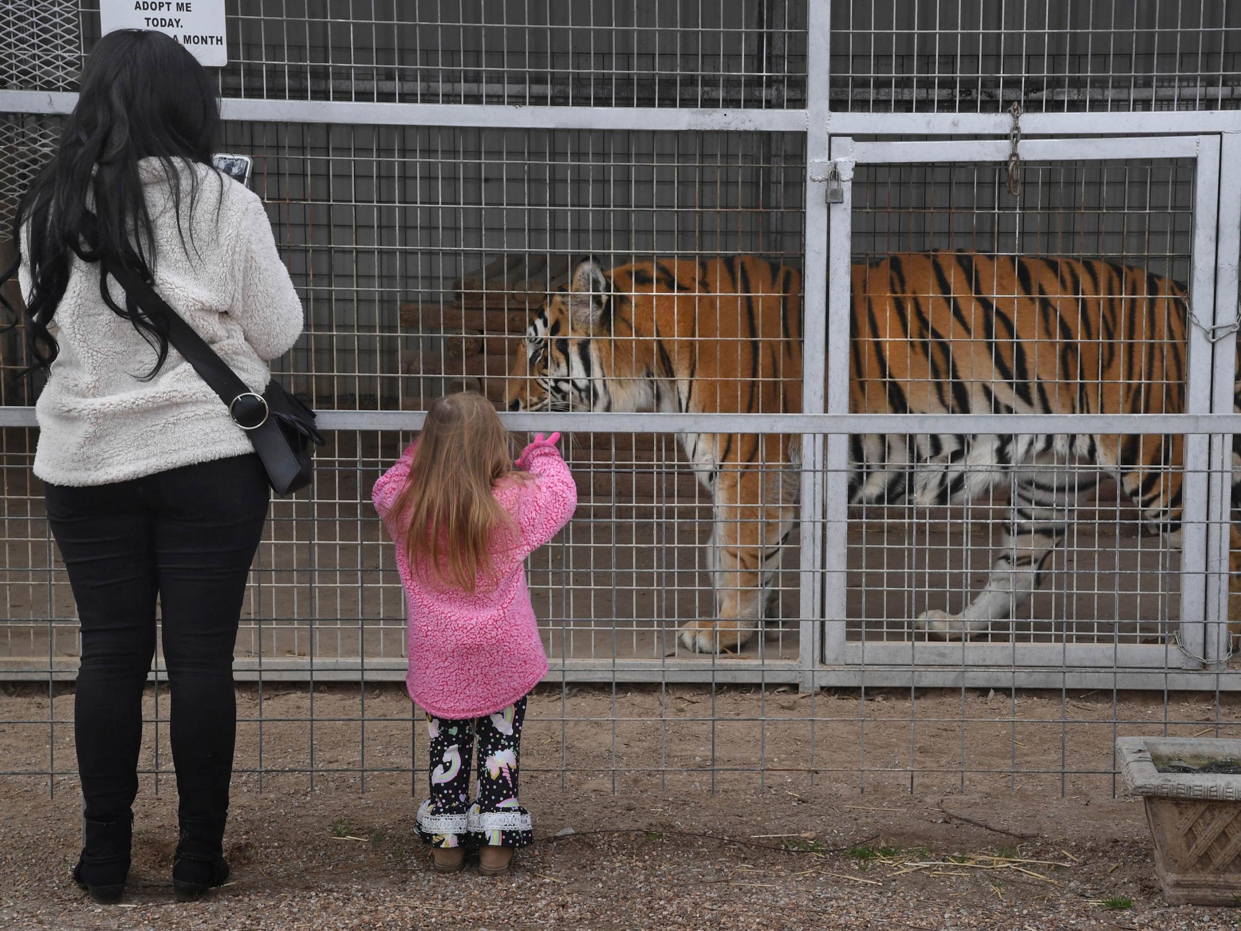 Visitors watch a big cat at the Wynnewood Exotic Animal Park (Michael S Williamson for The Washington Post)