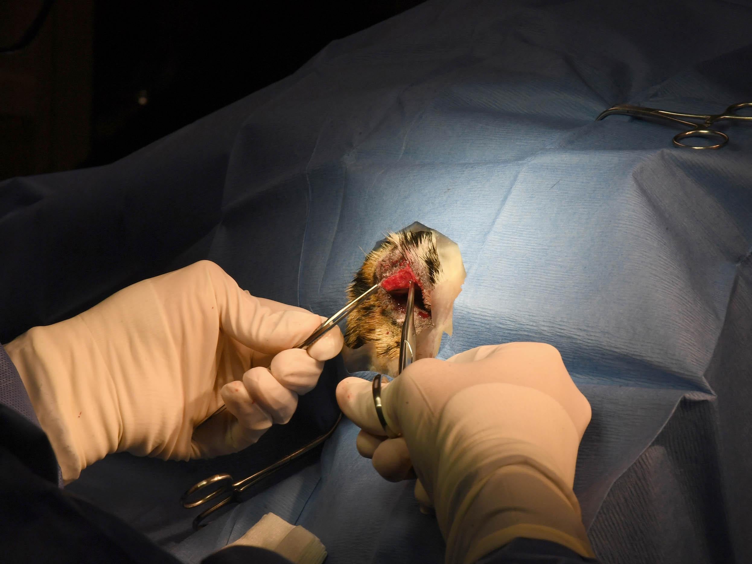 Dr Heidi Klein operates on the tiger’s eyelid at the Centre Point Indiana sanctuary (The Washington Post)