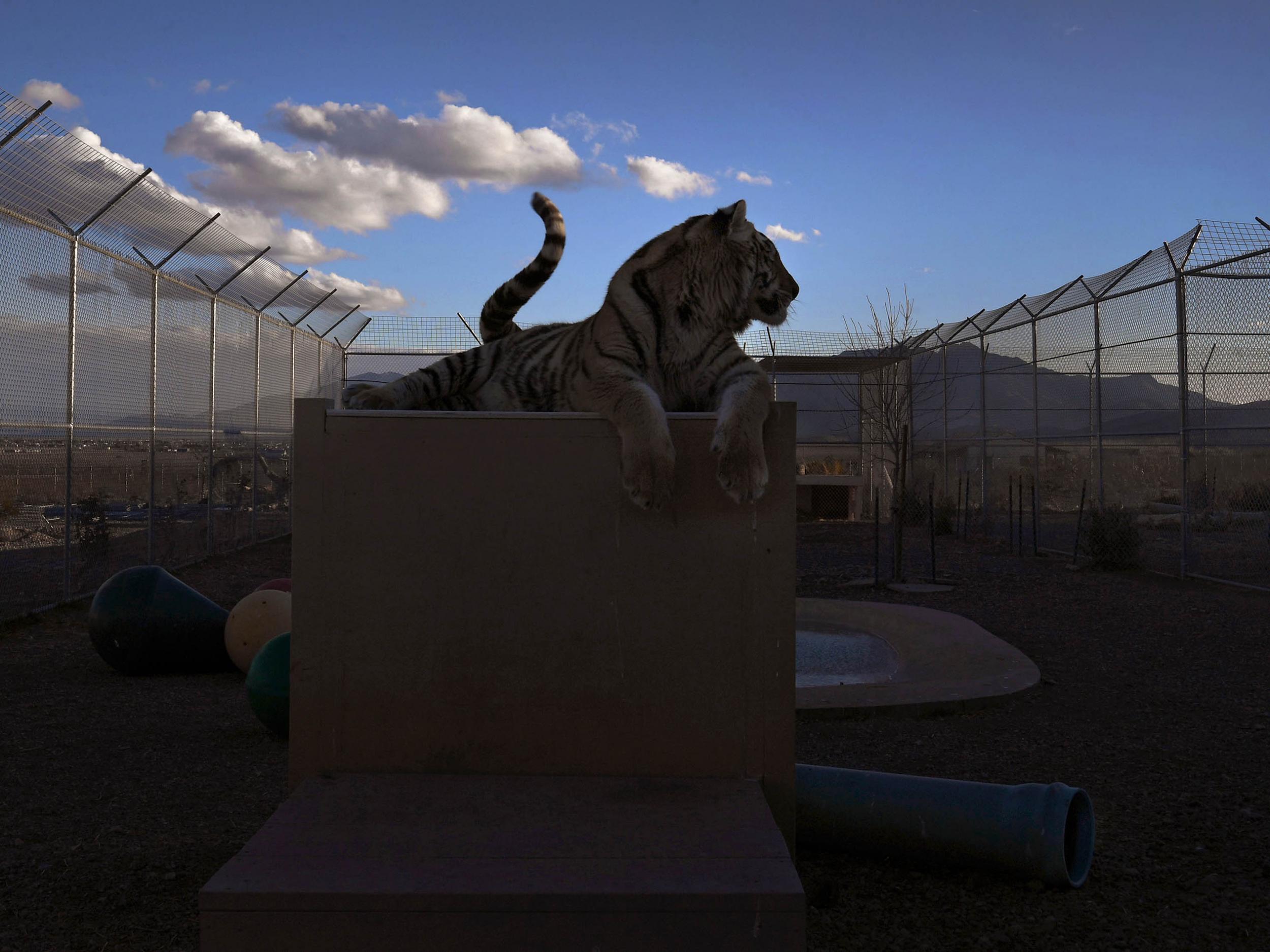 A tiger lounges in an enclosure owned by Zuzana Kukol in Pahrump, Nevada. Kukol, who runs a group called Responsible Exotic Animal Ownership, takes care of 10 tigers, as well as lions, cougars and other exotic animals (Michael S Williamson for The Washington Post)