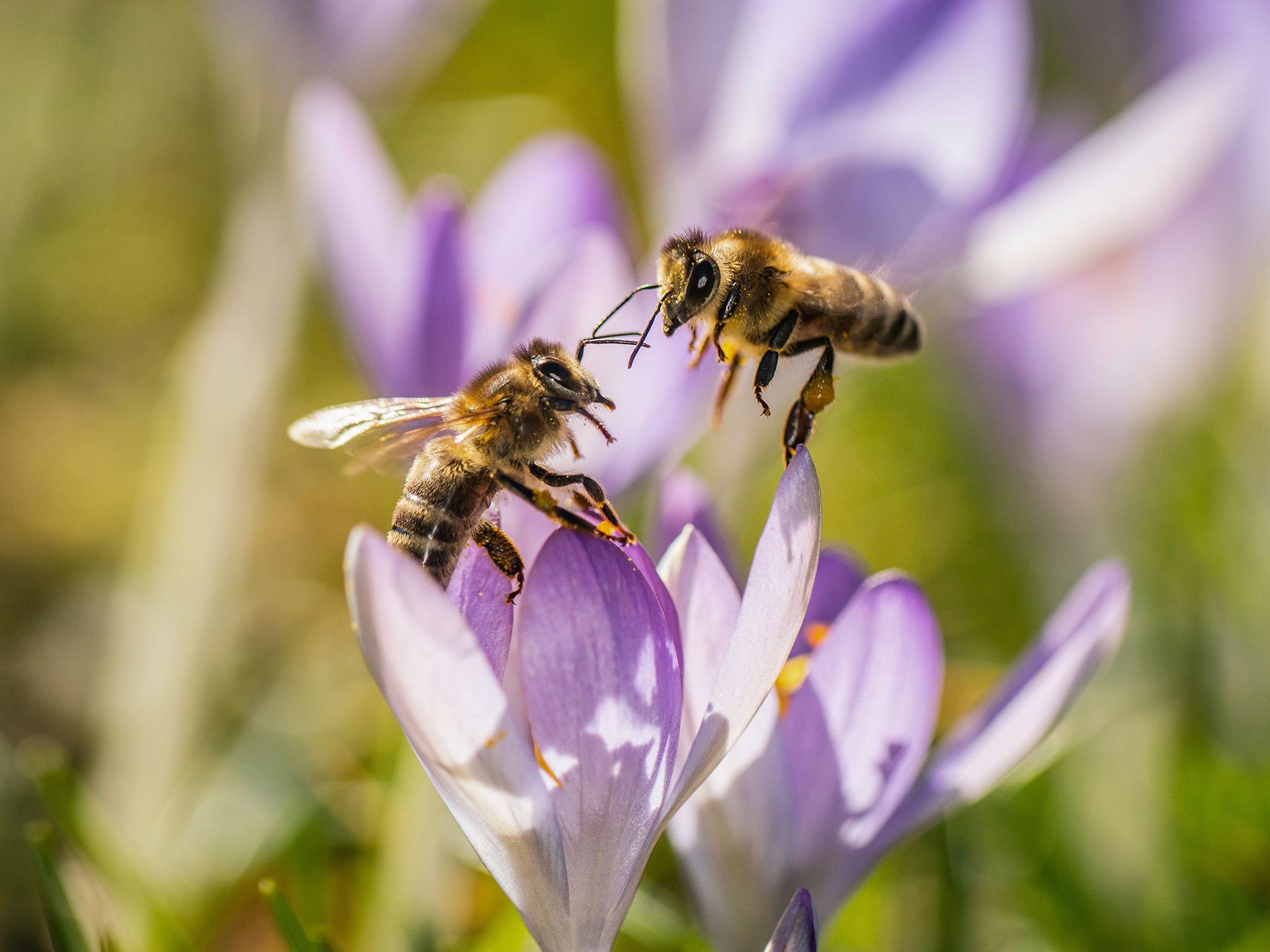 ‘Each was going about its own business, seemingly ignorant of the many competitors for the hebe’s pollen’