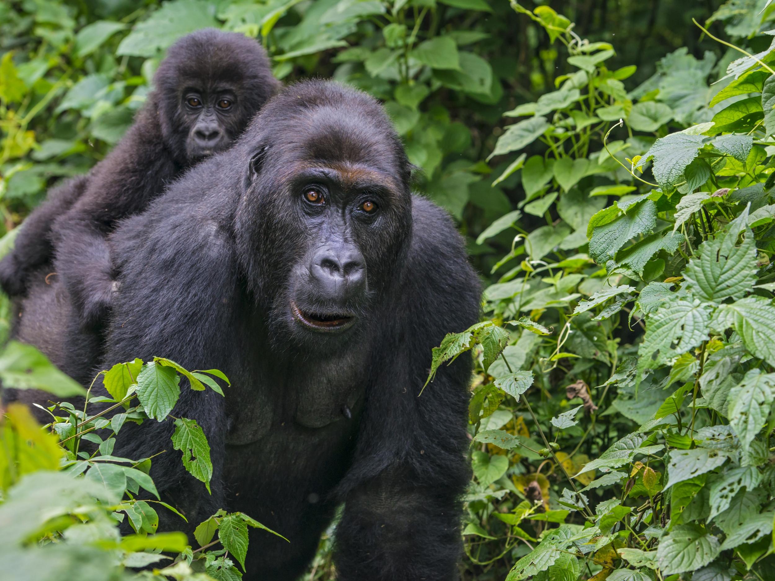 Many human outbreaks have been traced to eating animal carcasses