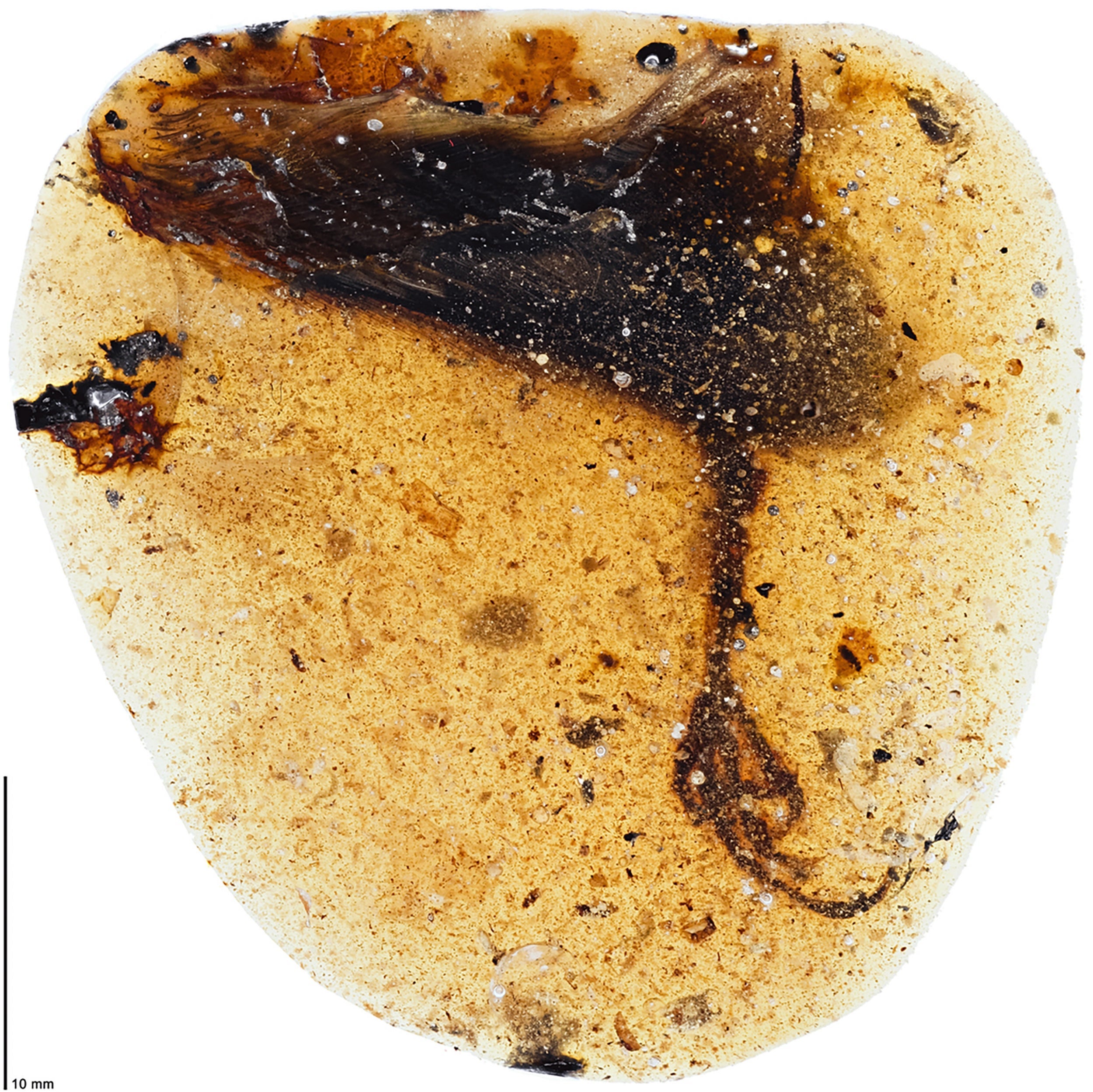 Leg and foot preserved in amber