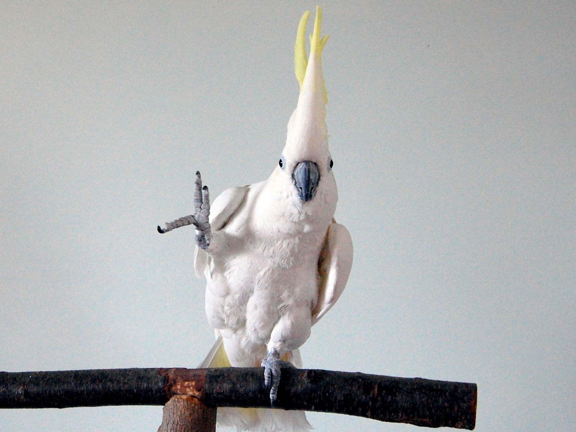 Shake a leg: bopping cockatoo Snowball is giving scientists food for thought