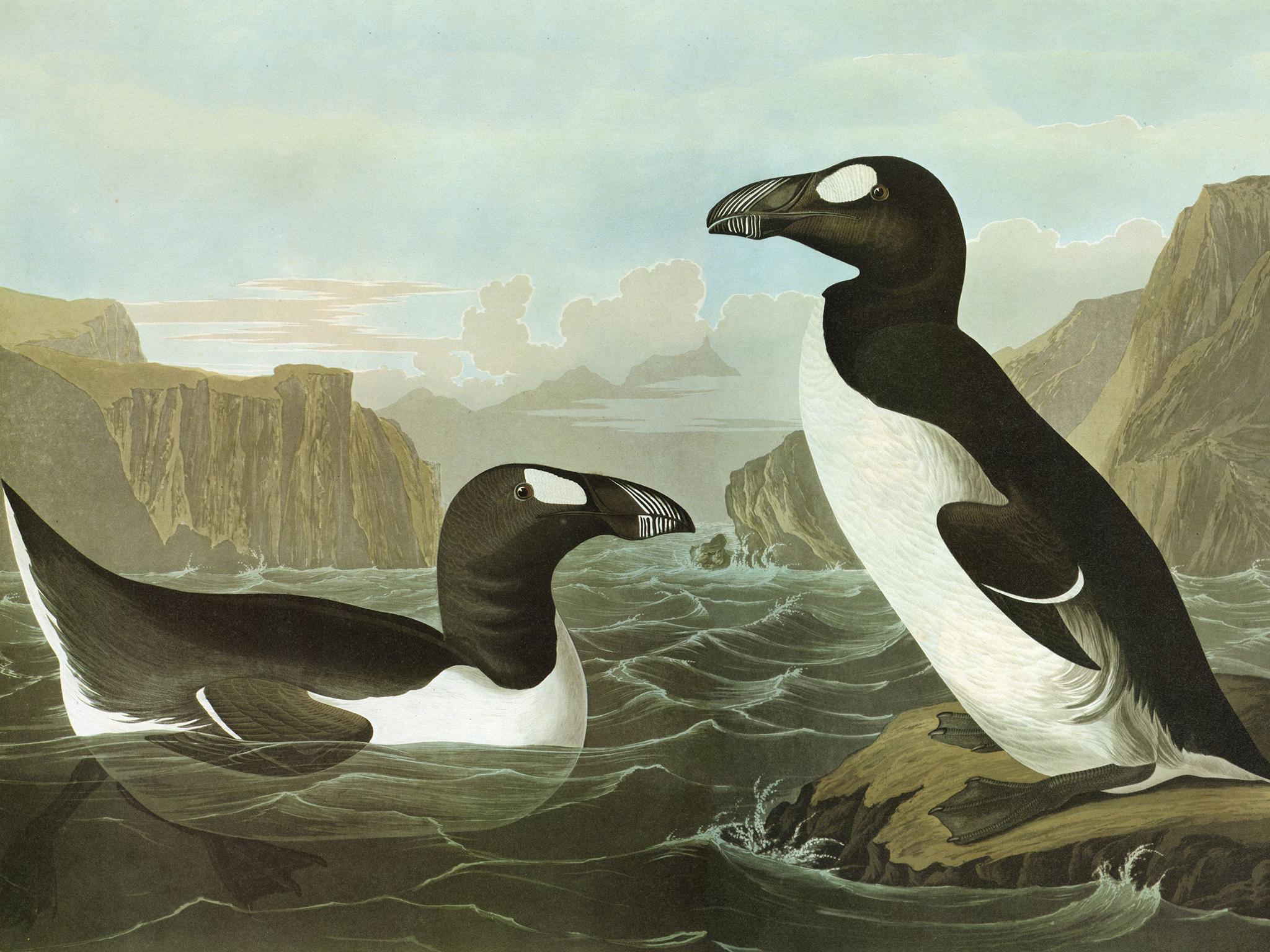 The great auk has been extinct since 1840 when locals stoned the last few to death