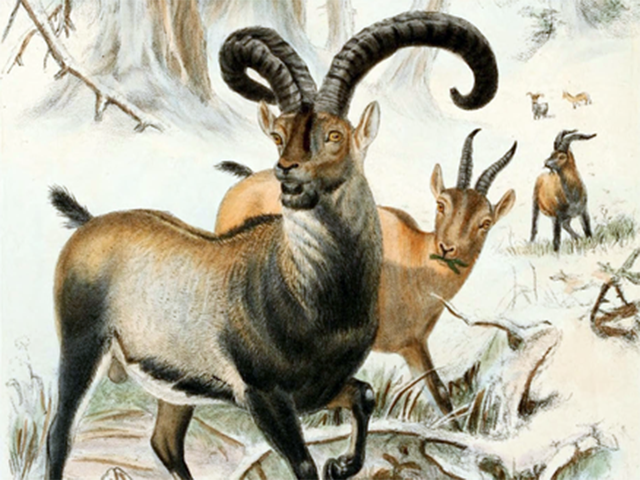 Pyrenean ibex: a lost species that was successfully recovered by cloning skin cells