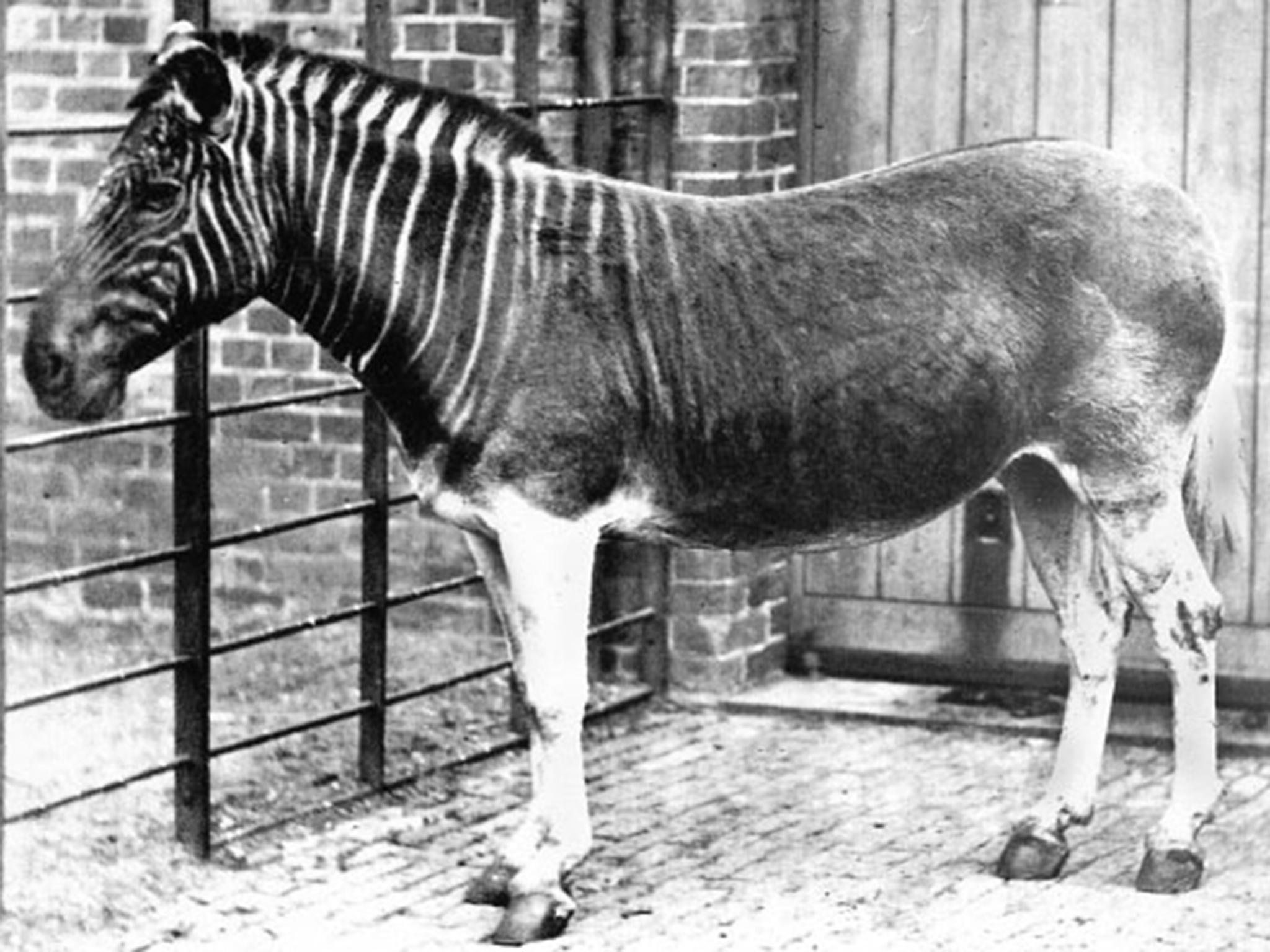 The quagga, a distant cousin of the plains zebra