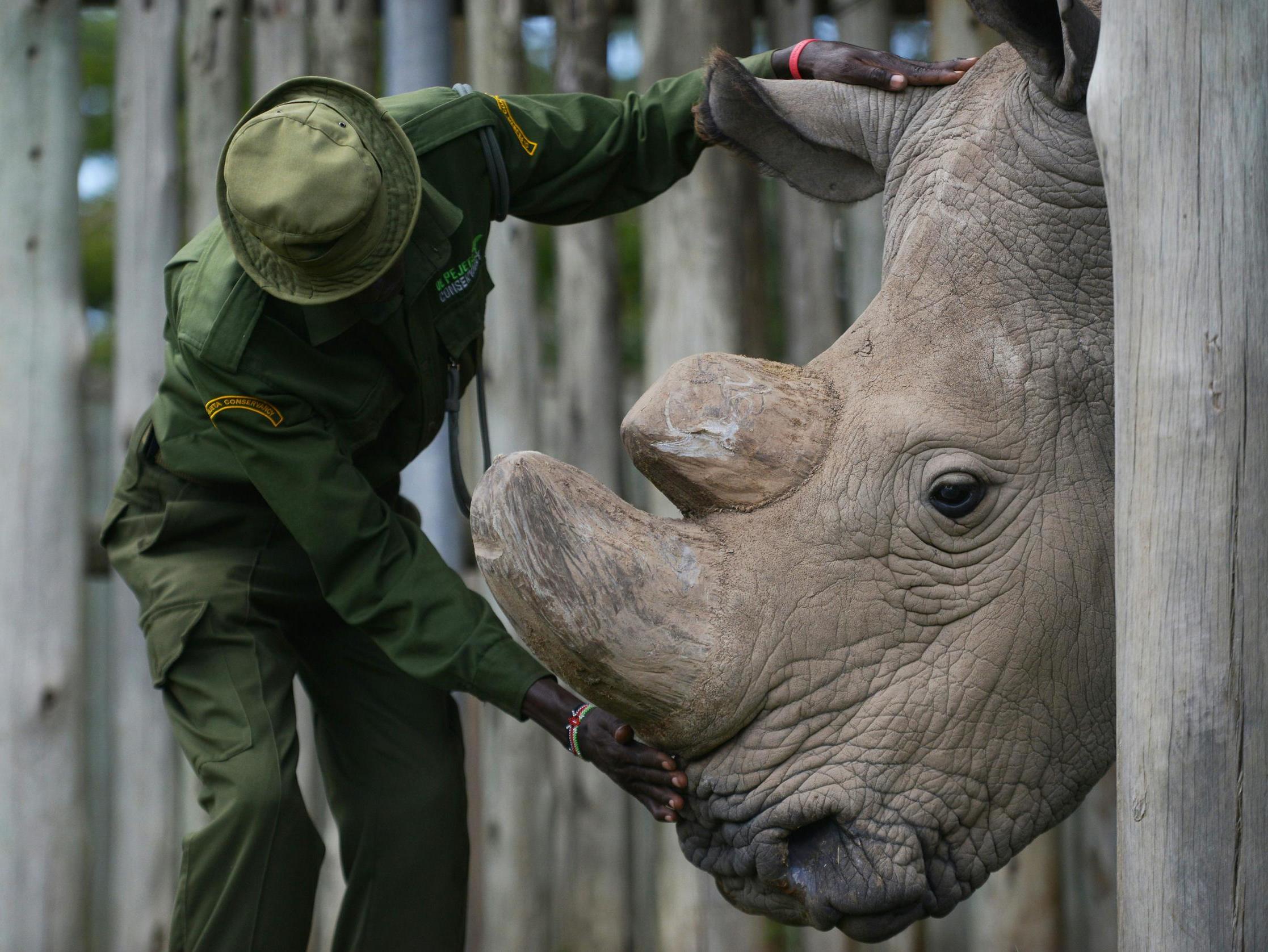 We should be applying de-extintion to species that need it, like the white rhino (AFP/Getty)