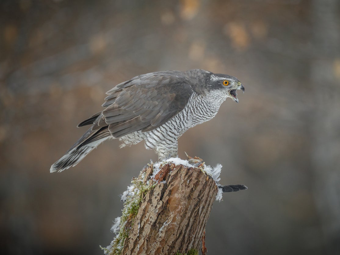 Goshawks, otters and peregrine falcons were among the species targeted by gamekeeper Alan Wilson