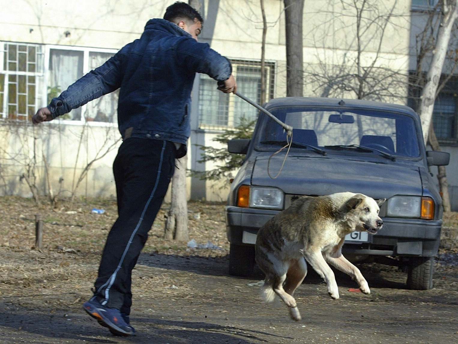 Local authorities in Romania routinely round up and kill strays under a government “law of slaughter” policy