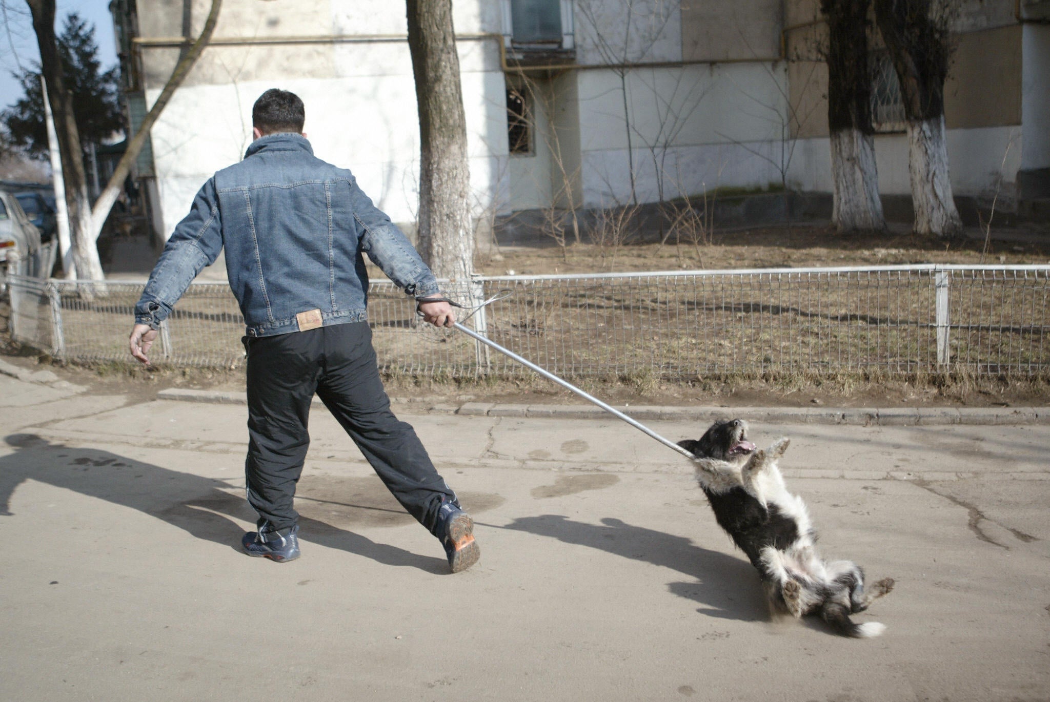 A local administrator aggressively removes a stray from a street in Romania’s capital