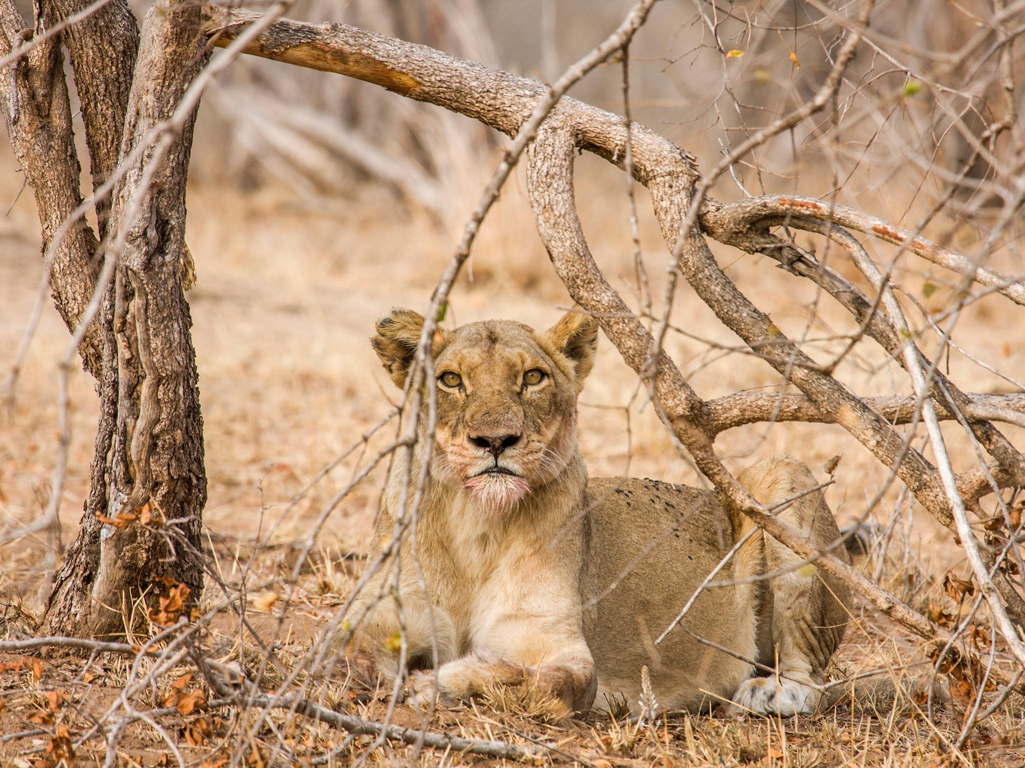 Limpopo National Park had just 21 lions in 2017