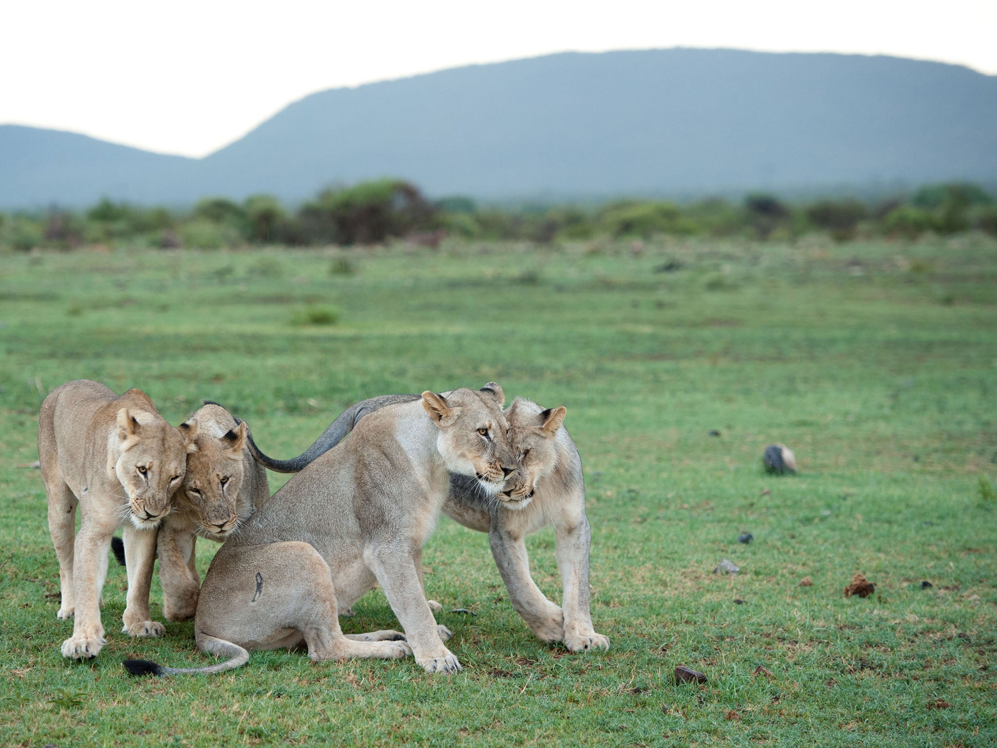 Skeletons from lions bred in captivity may be traded around the world