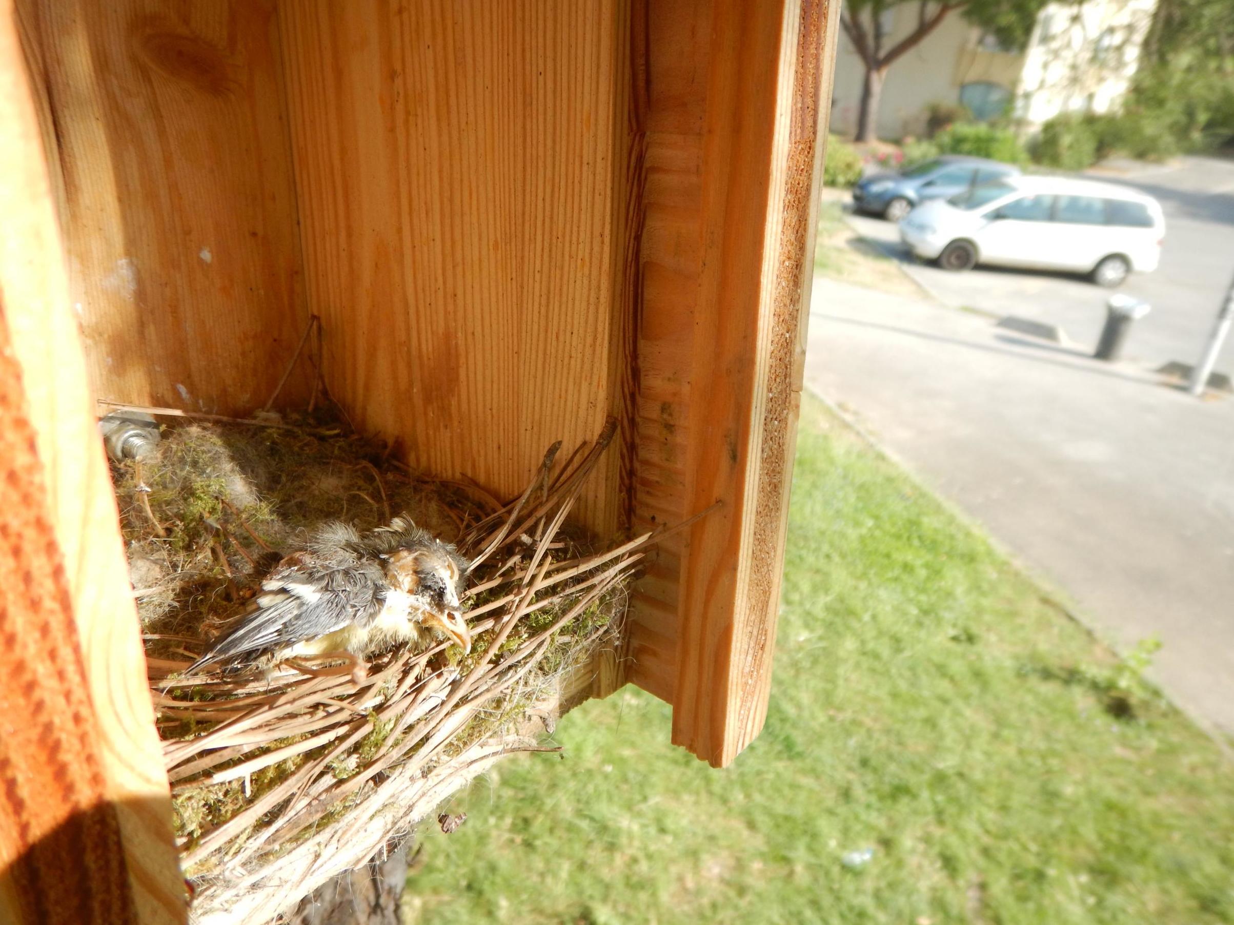 Out of around 200 great tit chicks living in 30 nest boxes, only two survived. Pictured are dead chicks