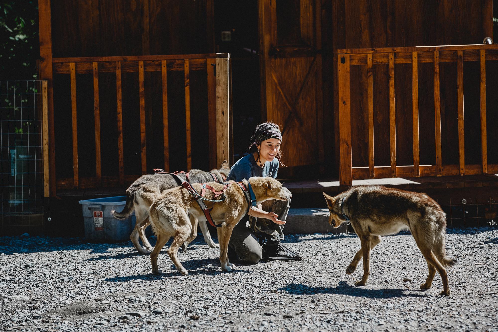 Younger dogs are not part of the main Iditarod race team (Sam Riley)