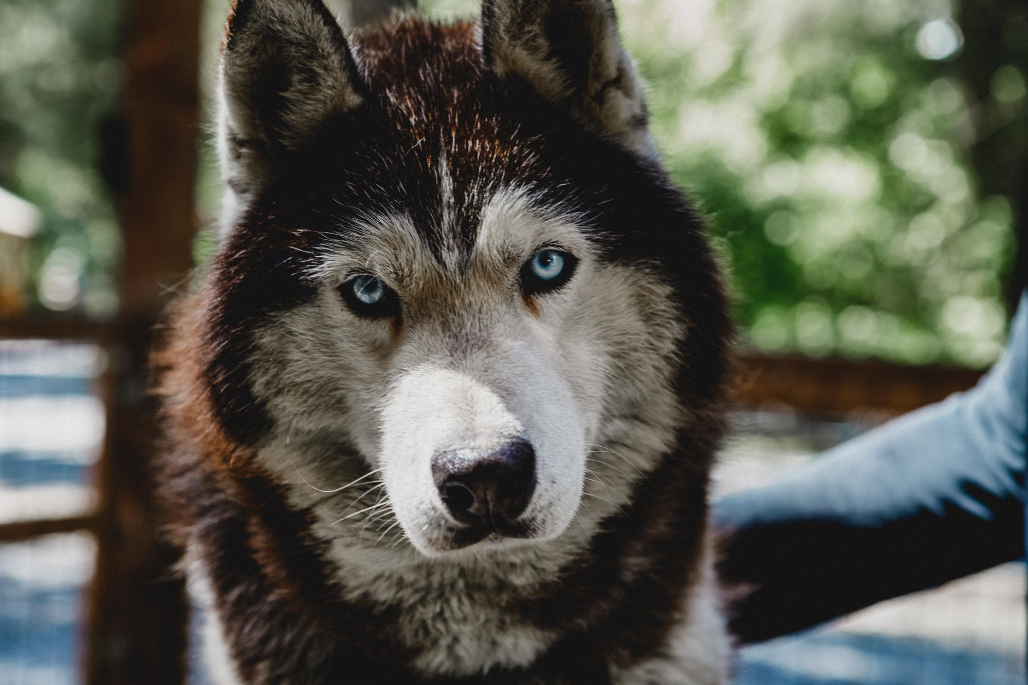 The dogs’ training regime depends largely on age, with two-four-year-old dogs doing around 10 months and five-seven-year-olds doing around six months of more intensive racing (Sam Riley)